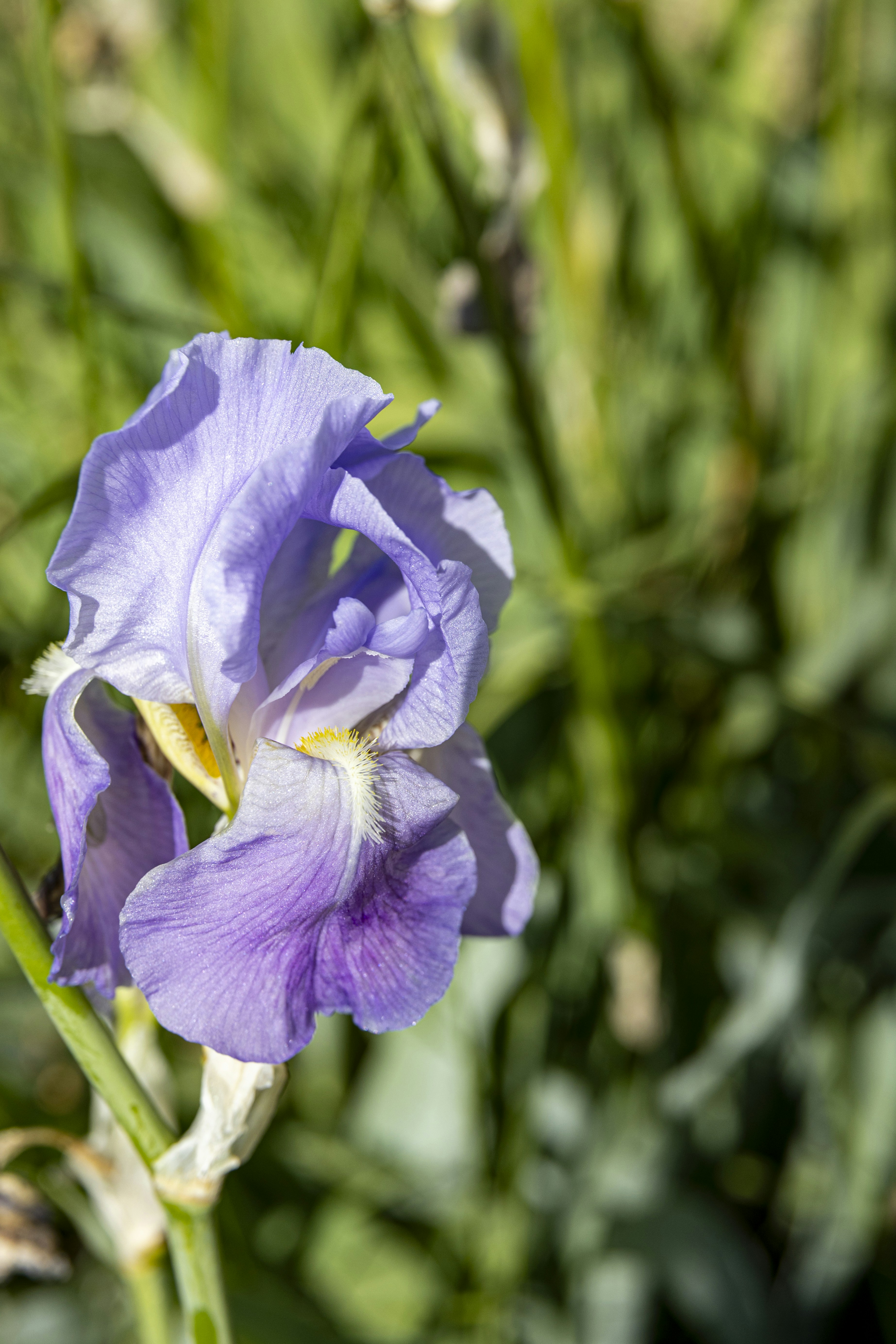 Una delicada flor de iris morada florece bajo la luz del sol.