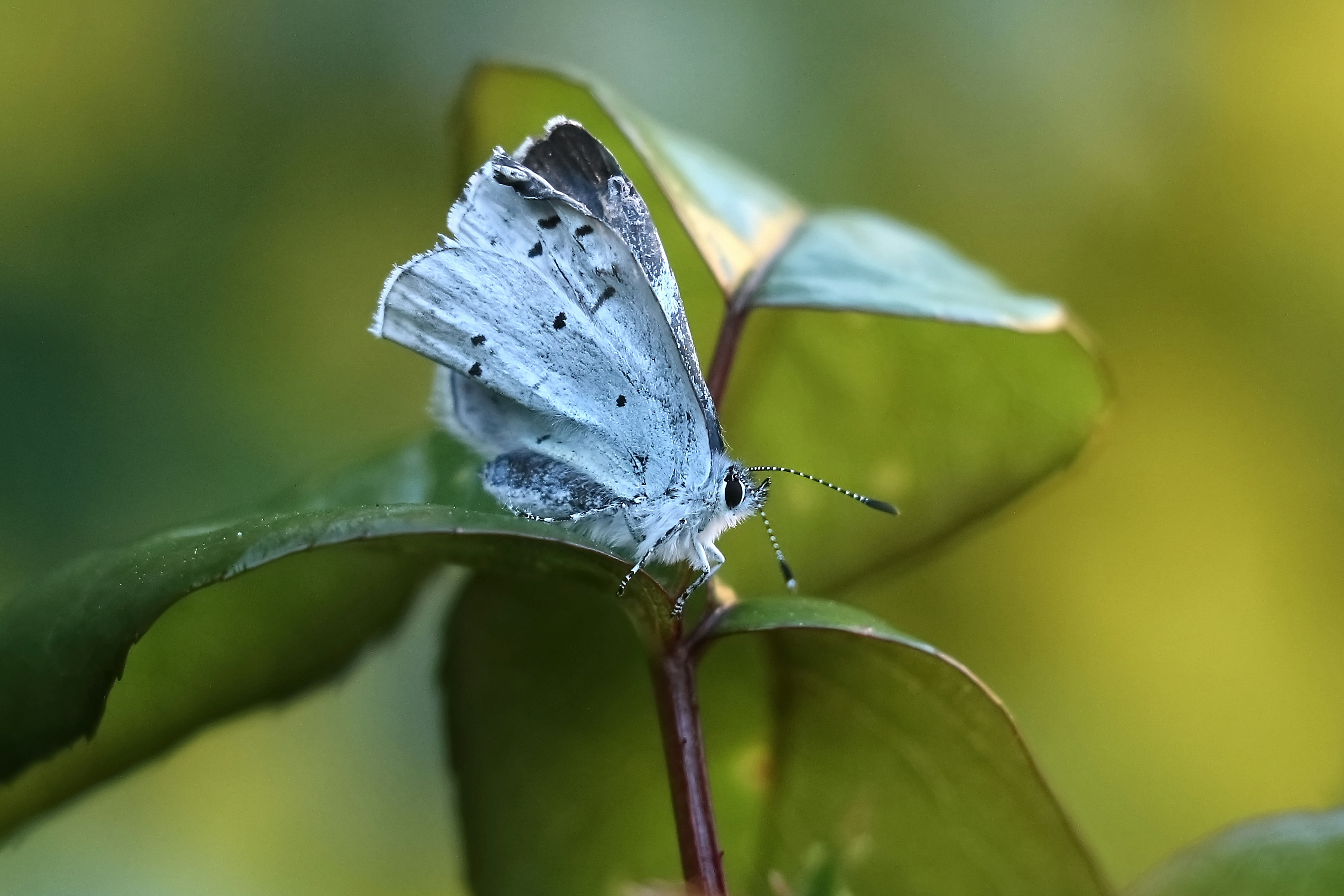 Un papillon bleu clair repose sur une feuille verte.