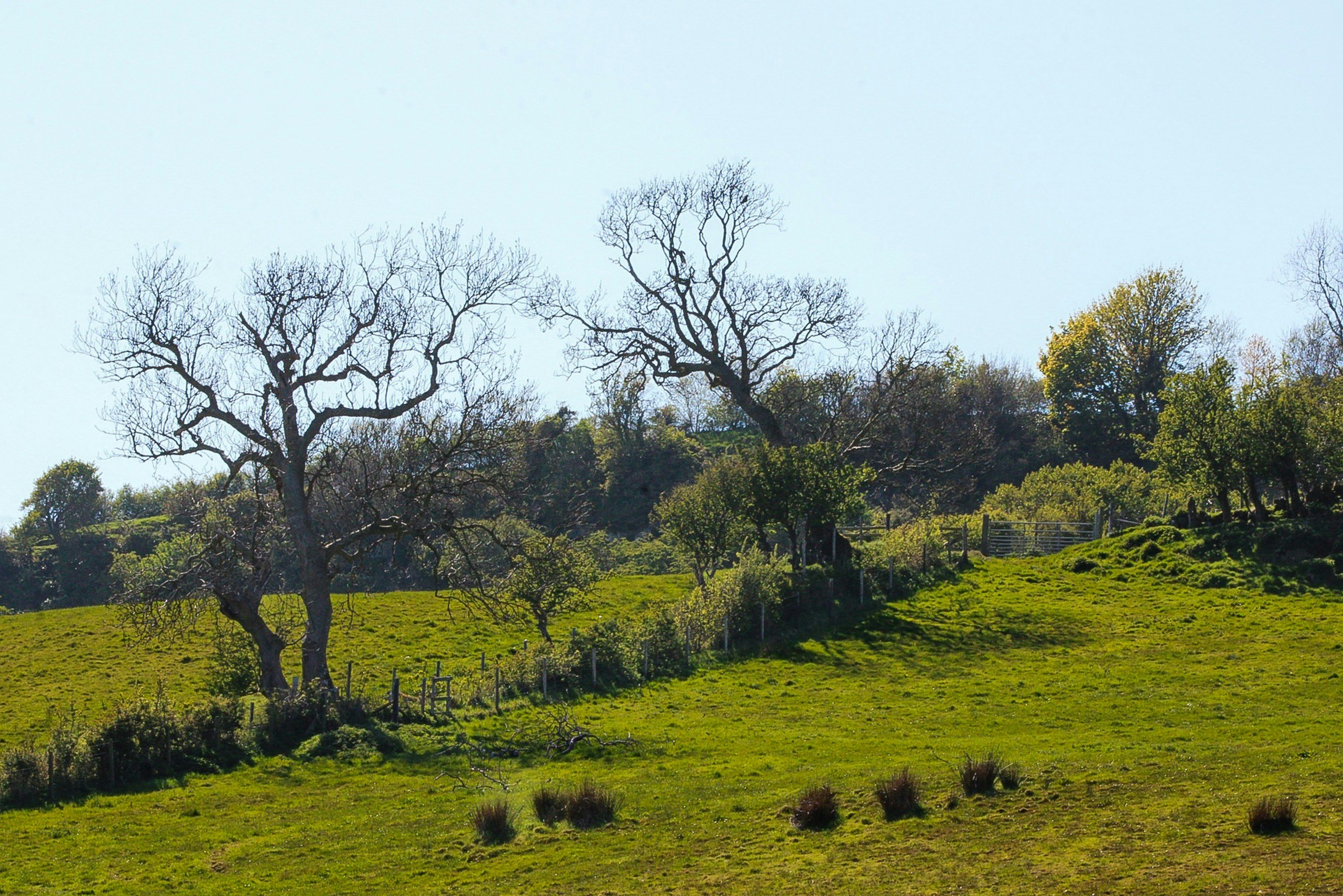 Green rolling hills with bare trees under a clear sky
