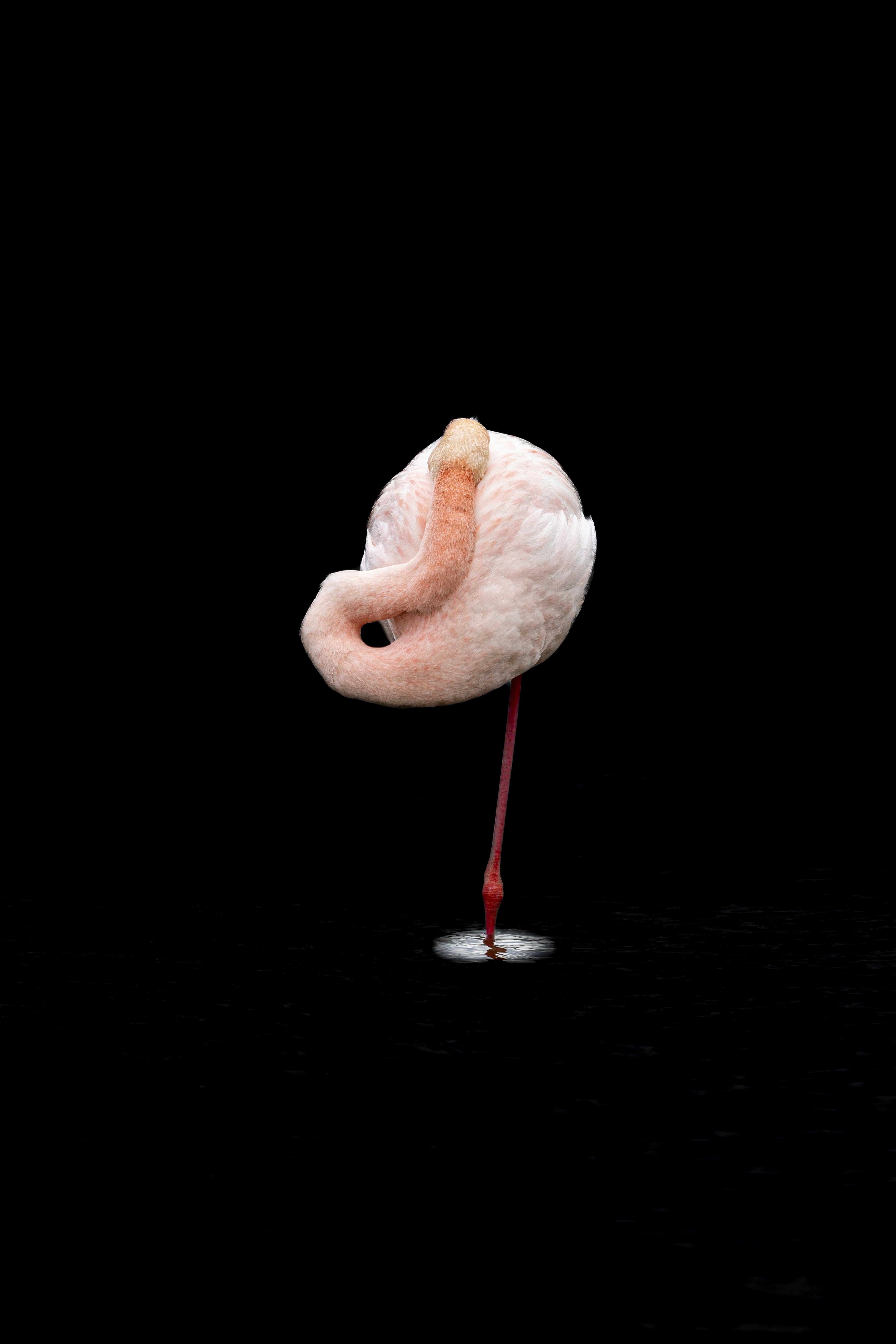 Ein pinker Flamingo schläft mit eingesenktem Kopf.