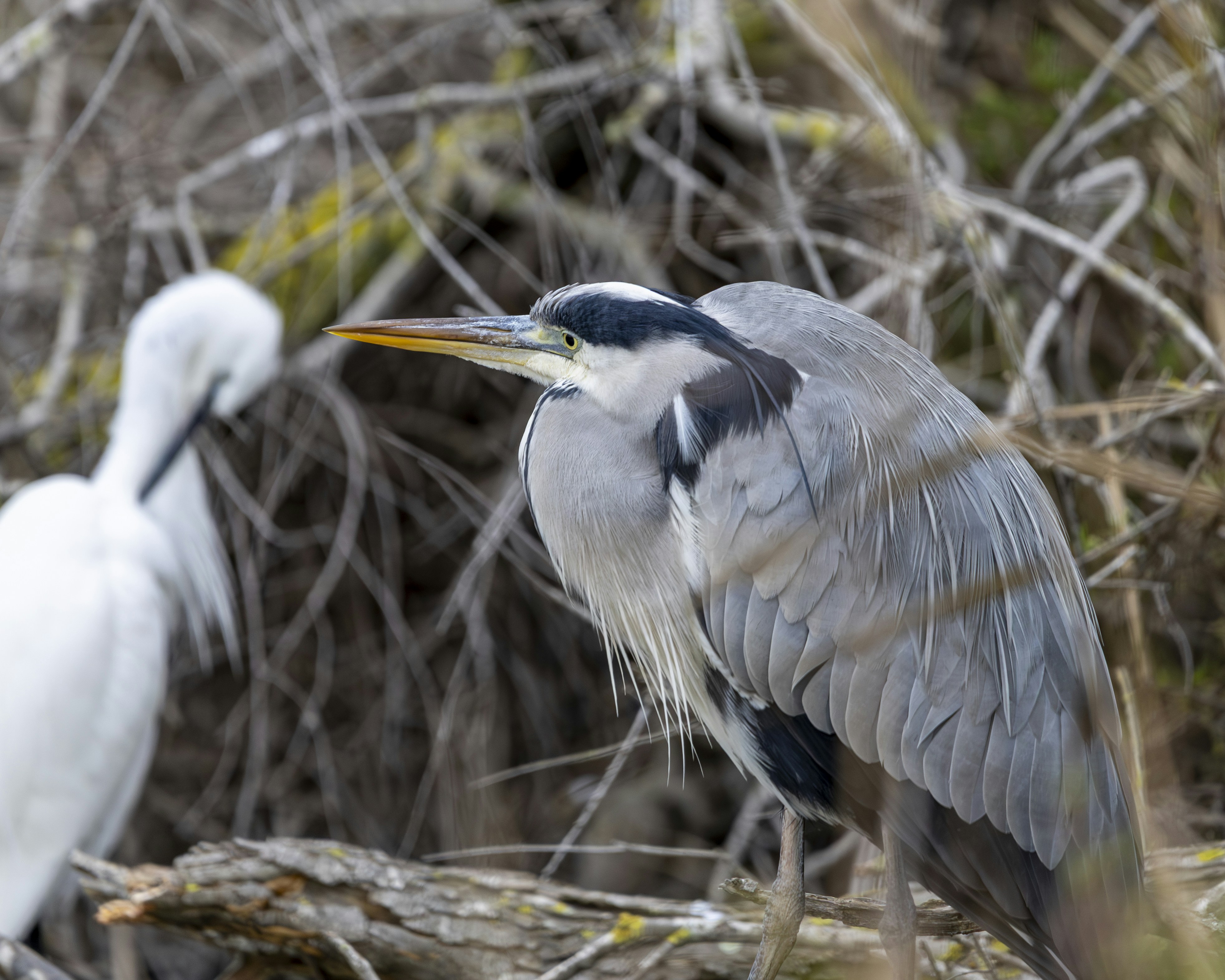 Una garza gris se encuentra cerca de una garza blanca entre la maleza.