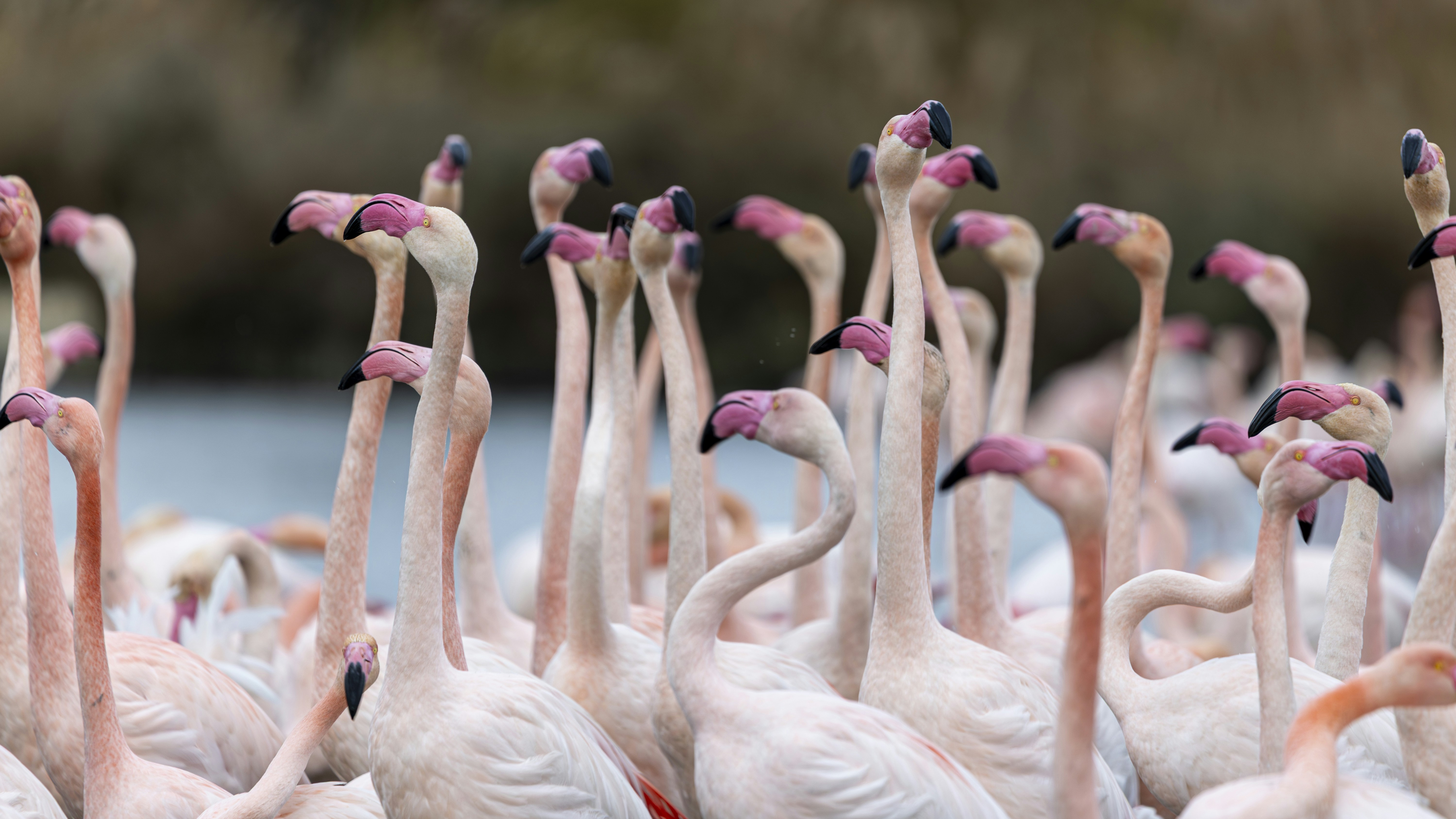 Una bandada de flamencos rosas se reunió