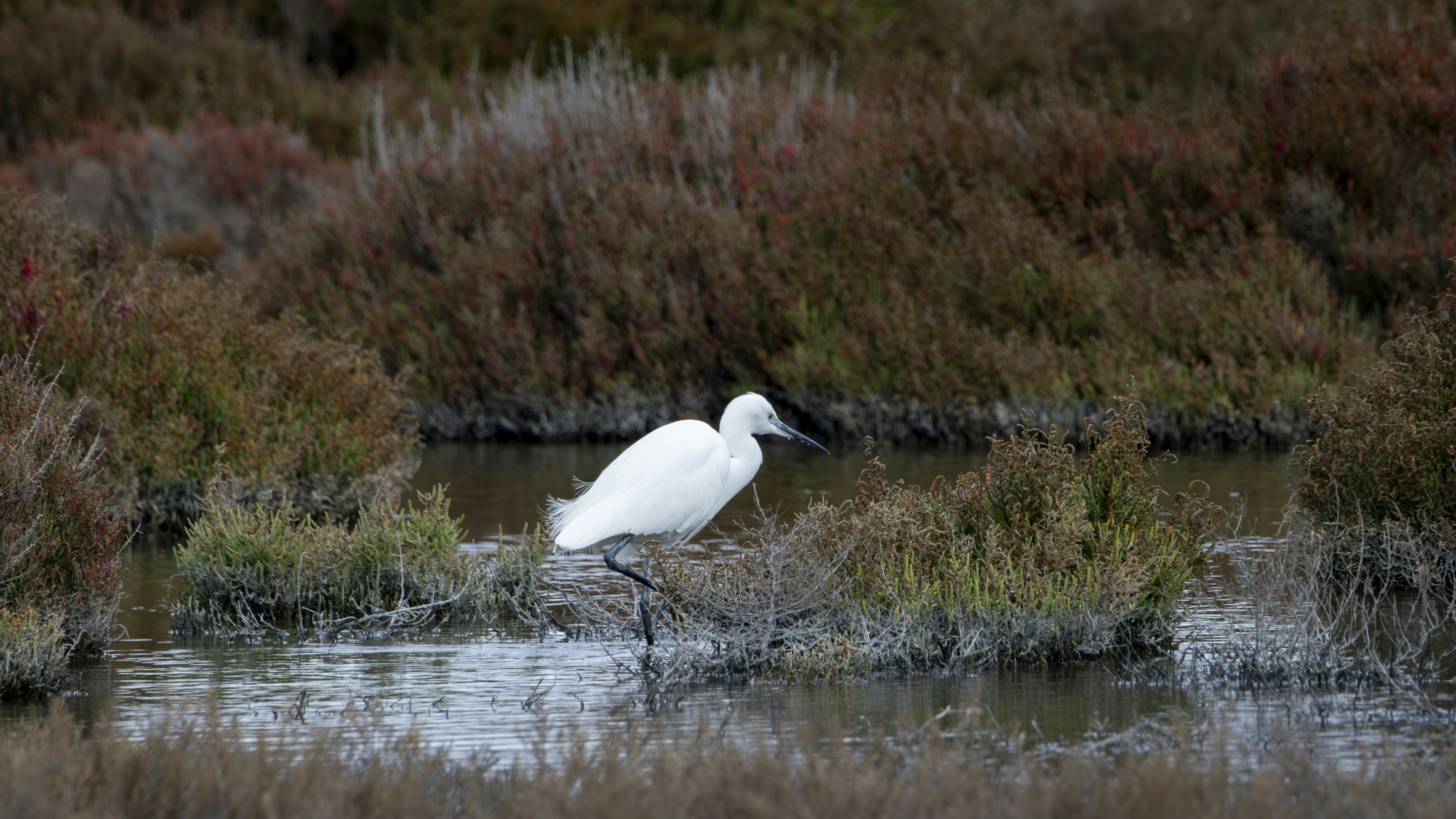 Una garza blanca se encuentra en aguas poco profundas entre plantas de pantano.
