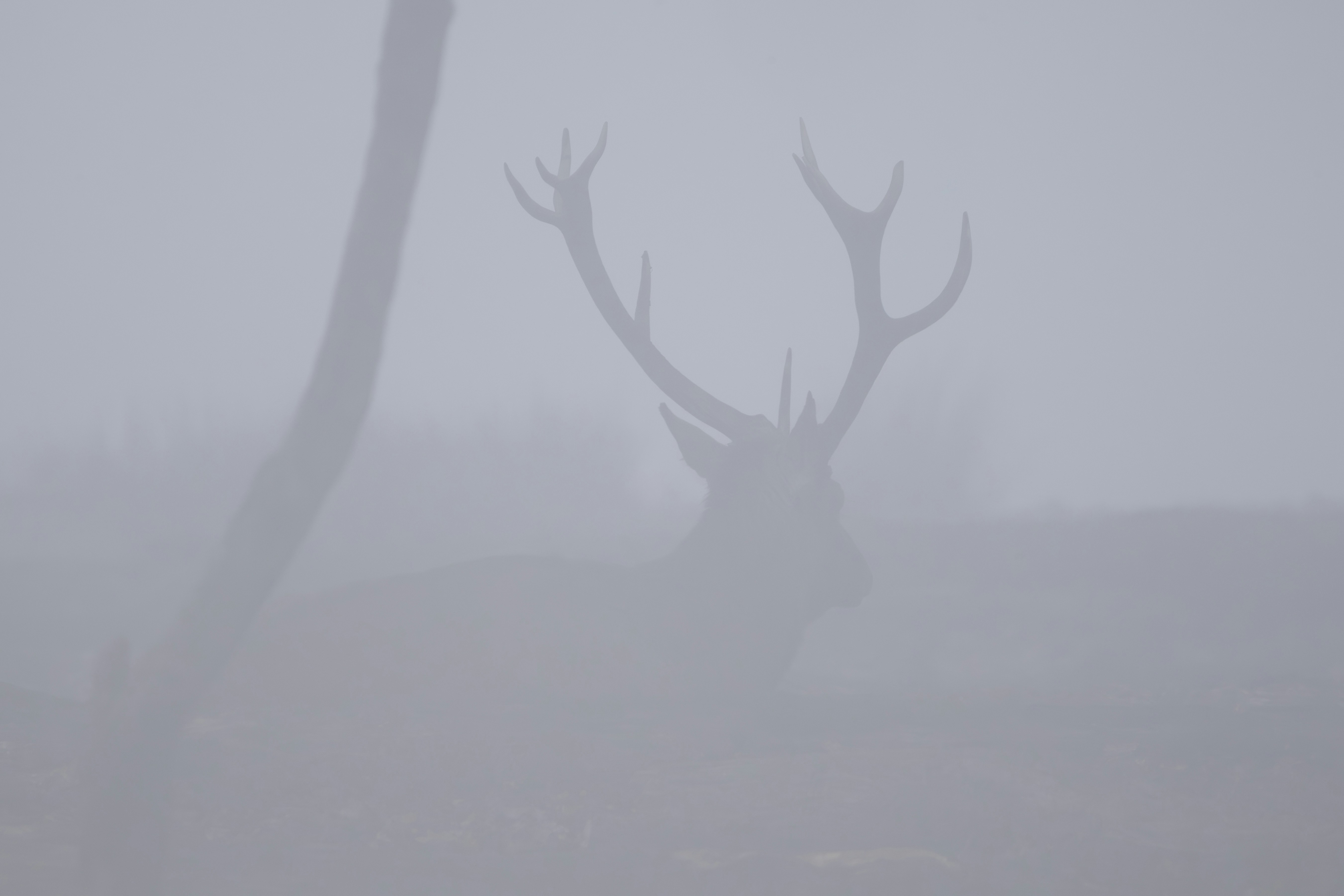 Un ciervo con grandes astas se encuentra en una densa niebla.