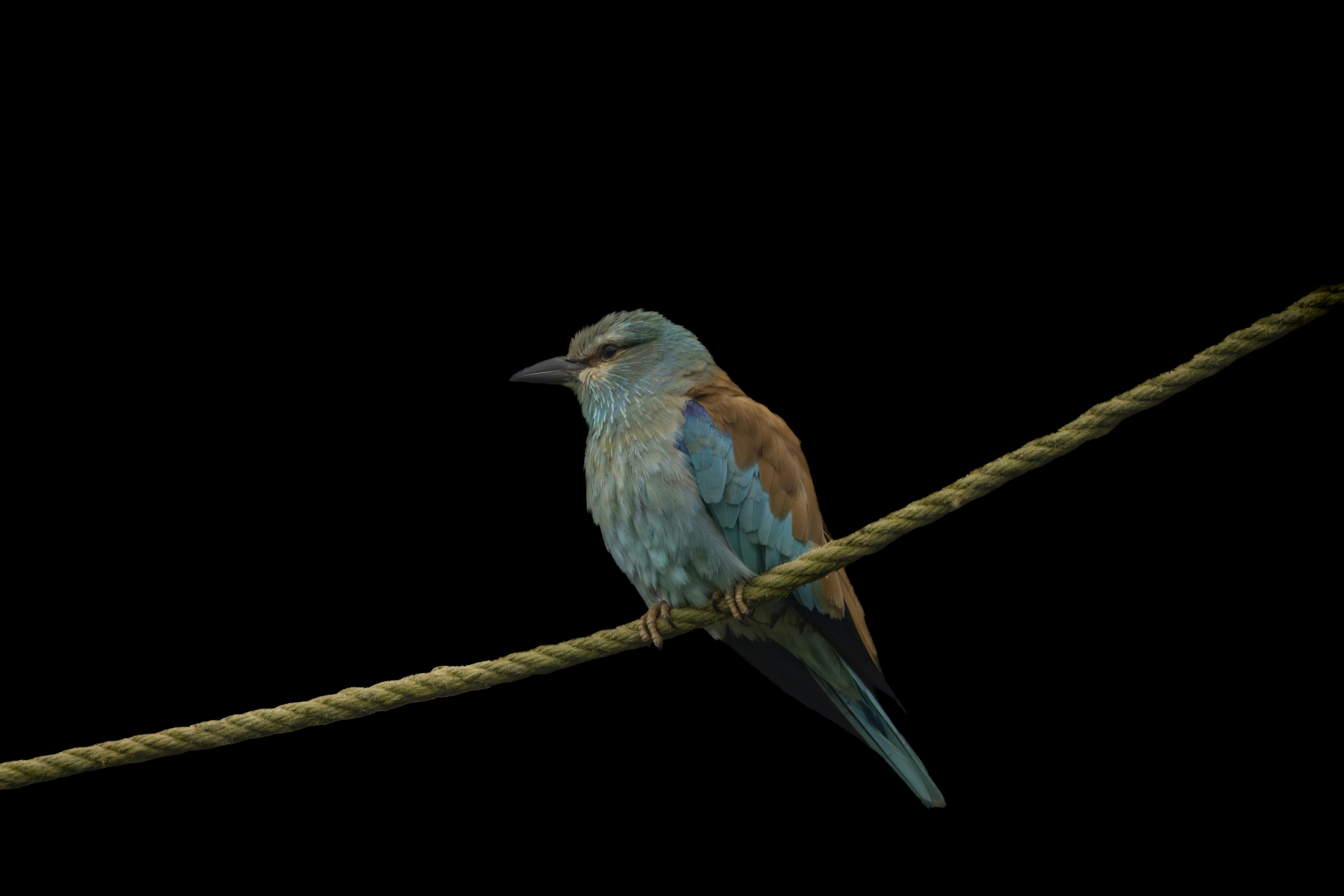 A blue bird sits on a rope
