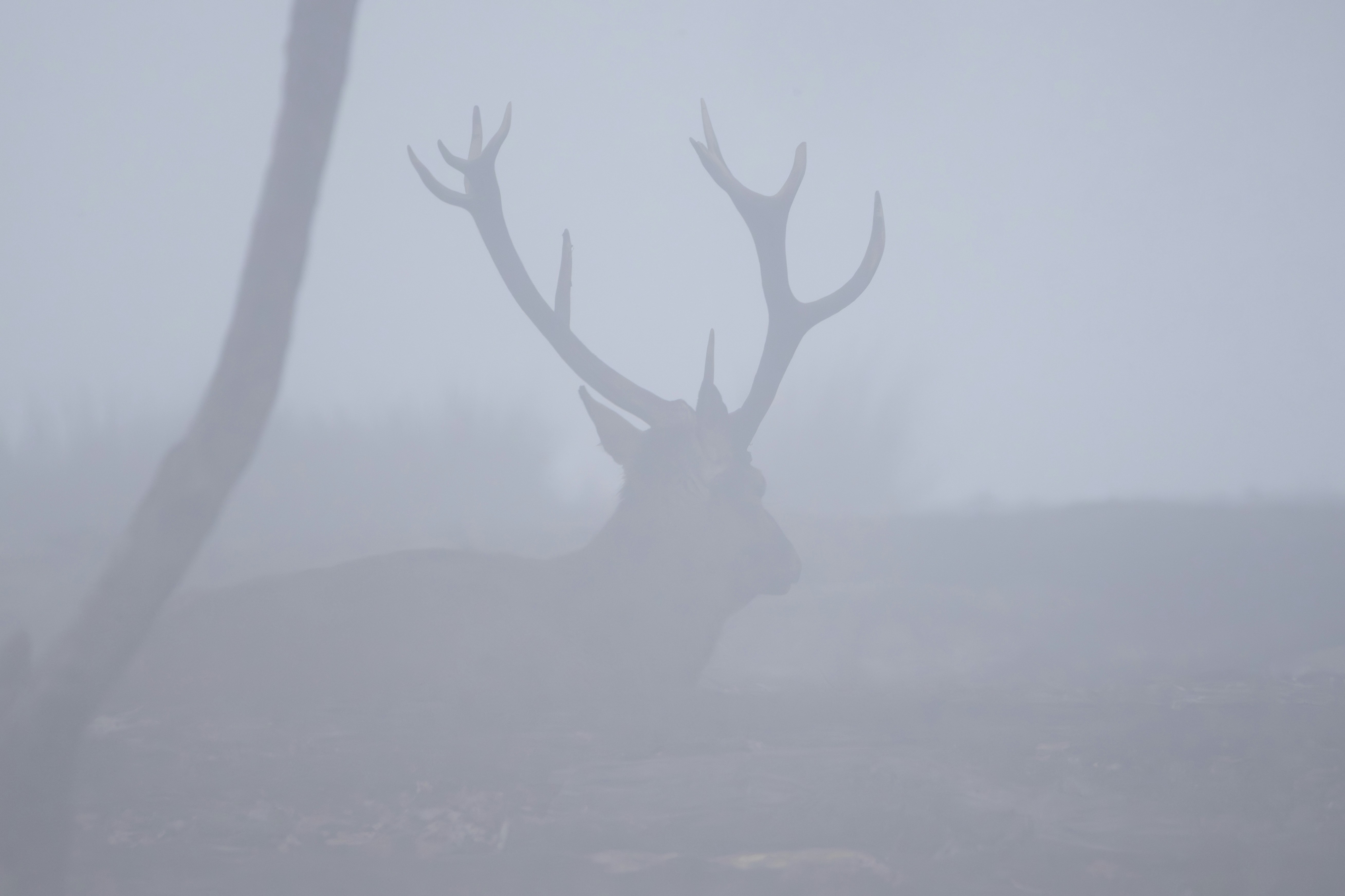 Un ciervo con grandes astas se encuentra en una densa niebla.