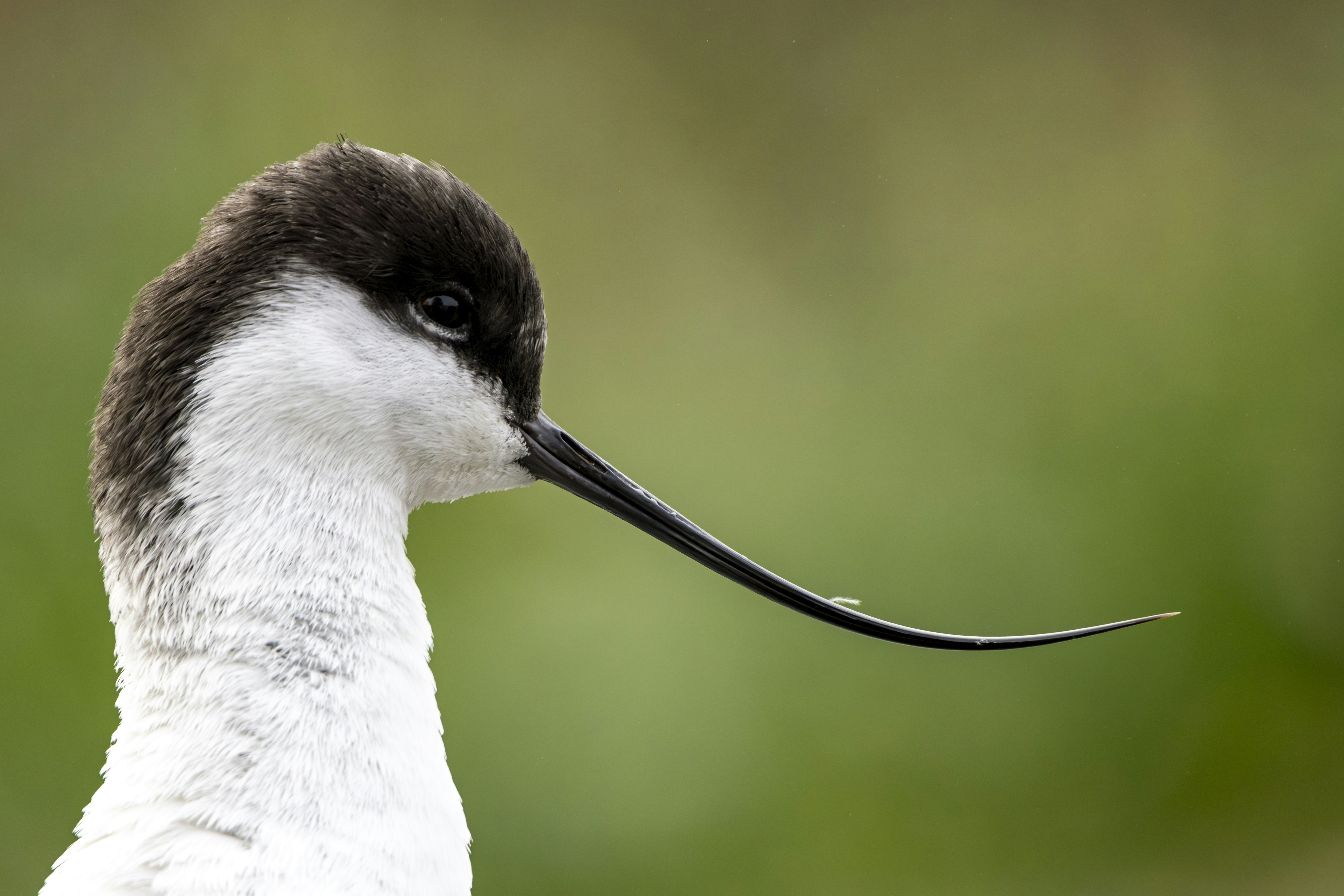Primer plano de una avoceta de cabeza negra con un pico largo y curvado.