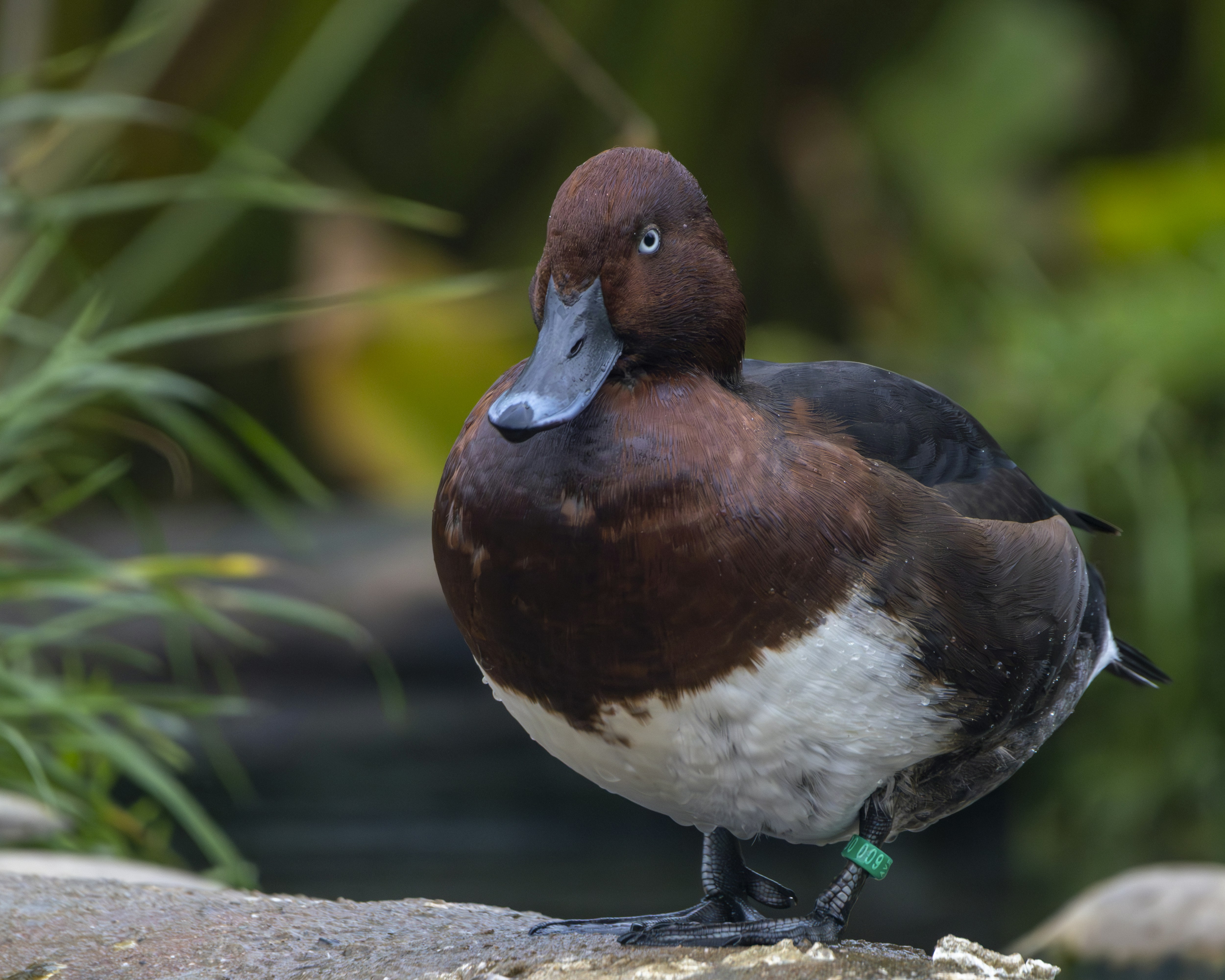 Seekor bebek coklat dan putih berdiri di atas batu.