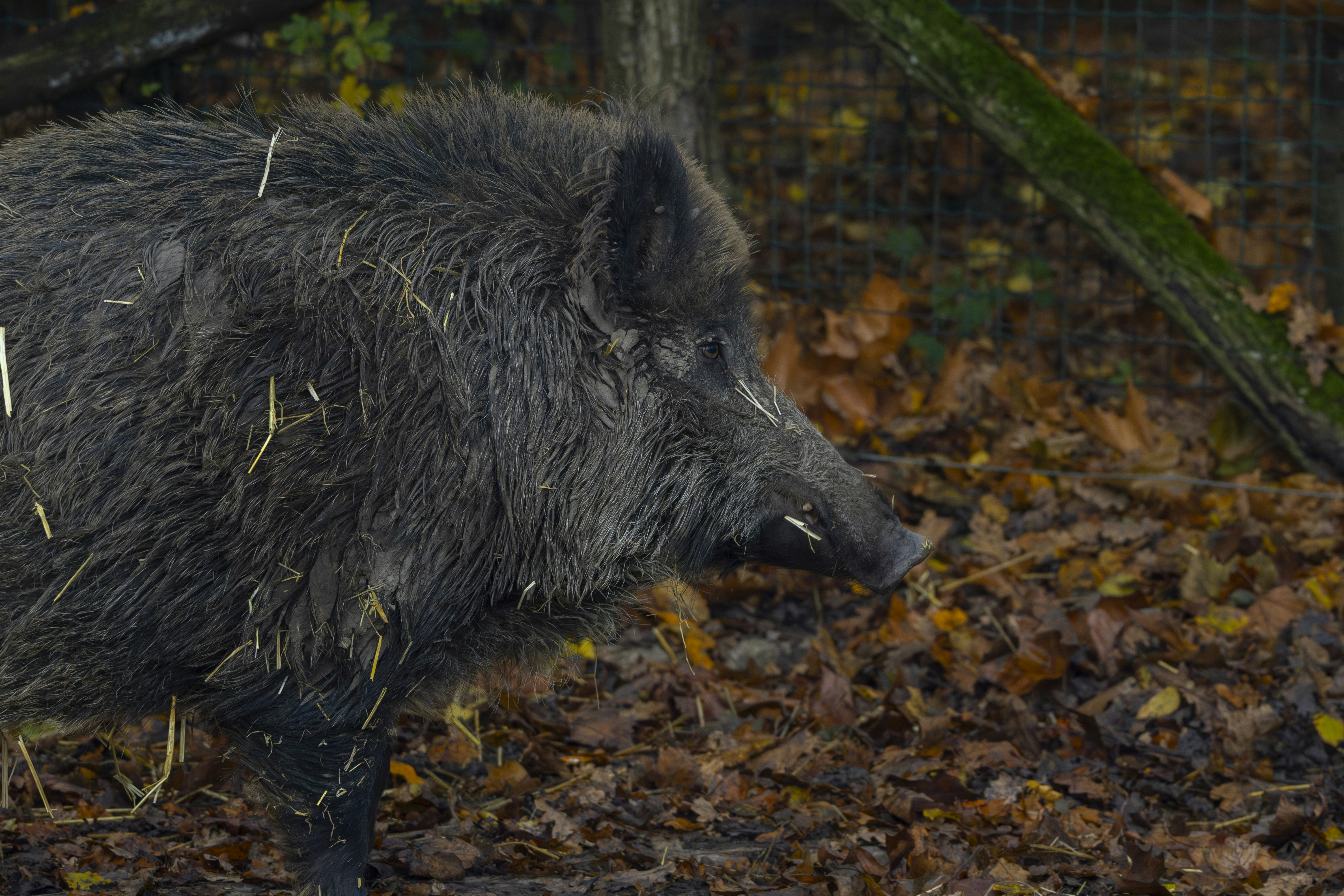 Vildsvinsjakten tar ny höjd – LRF Värmland använder drönare för att kraftigt minska stammen!