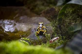A yellow and black frog sits on a mossy rock.
