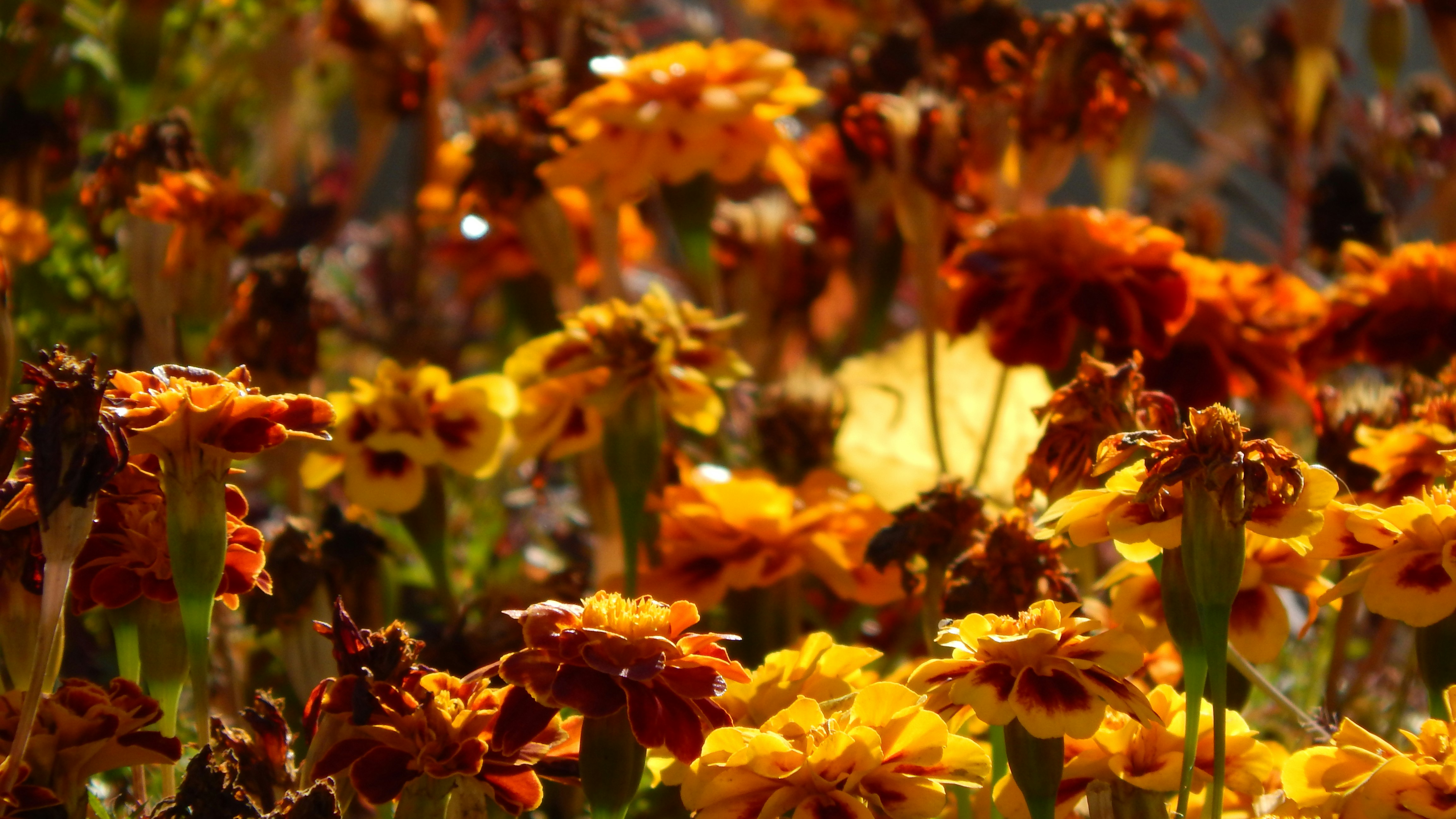 Field of wilting orange and yellow marigolds in sunlight