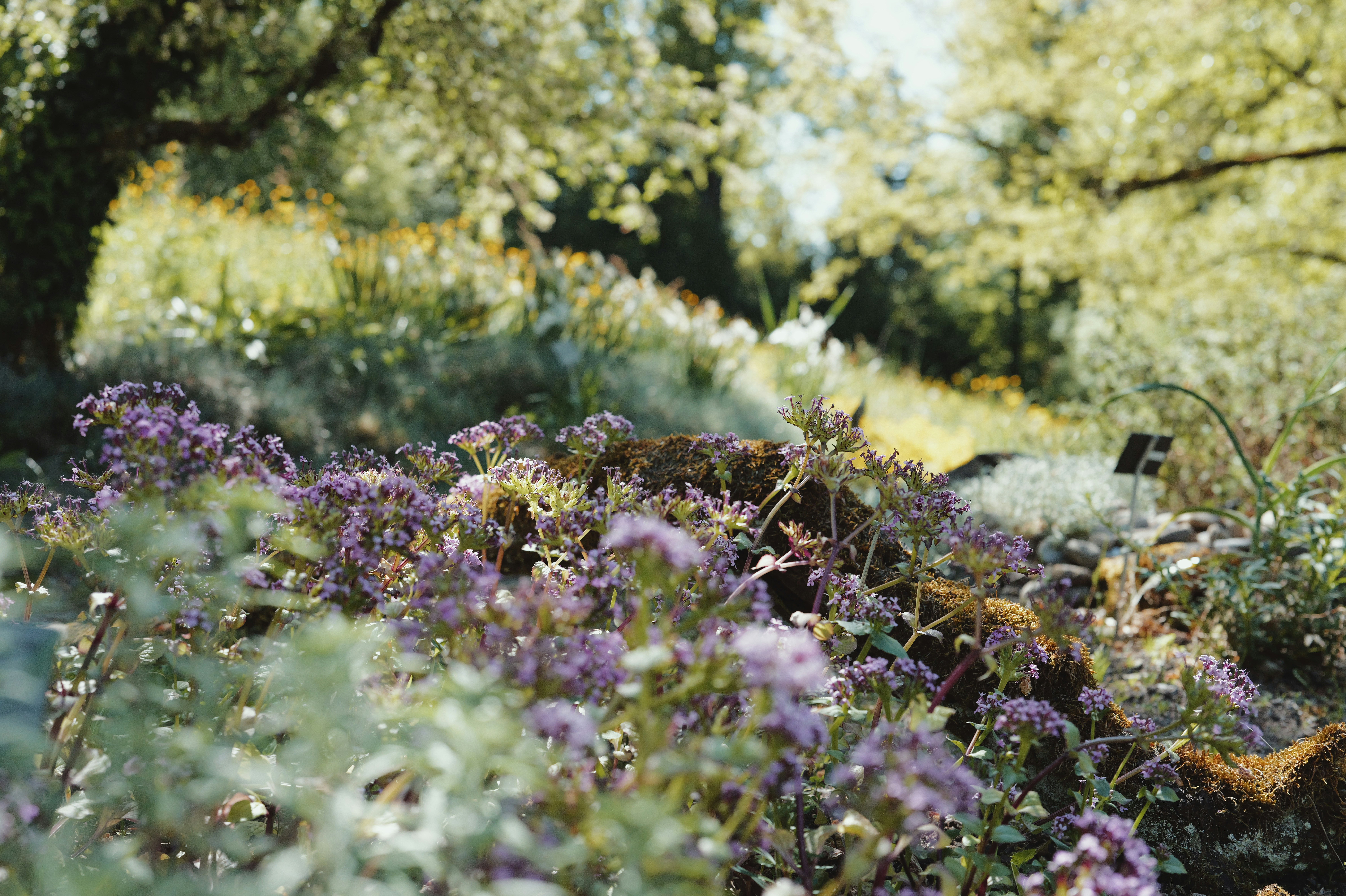 Botanischer Garten der Universität Zürich
