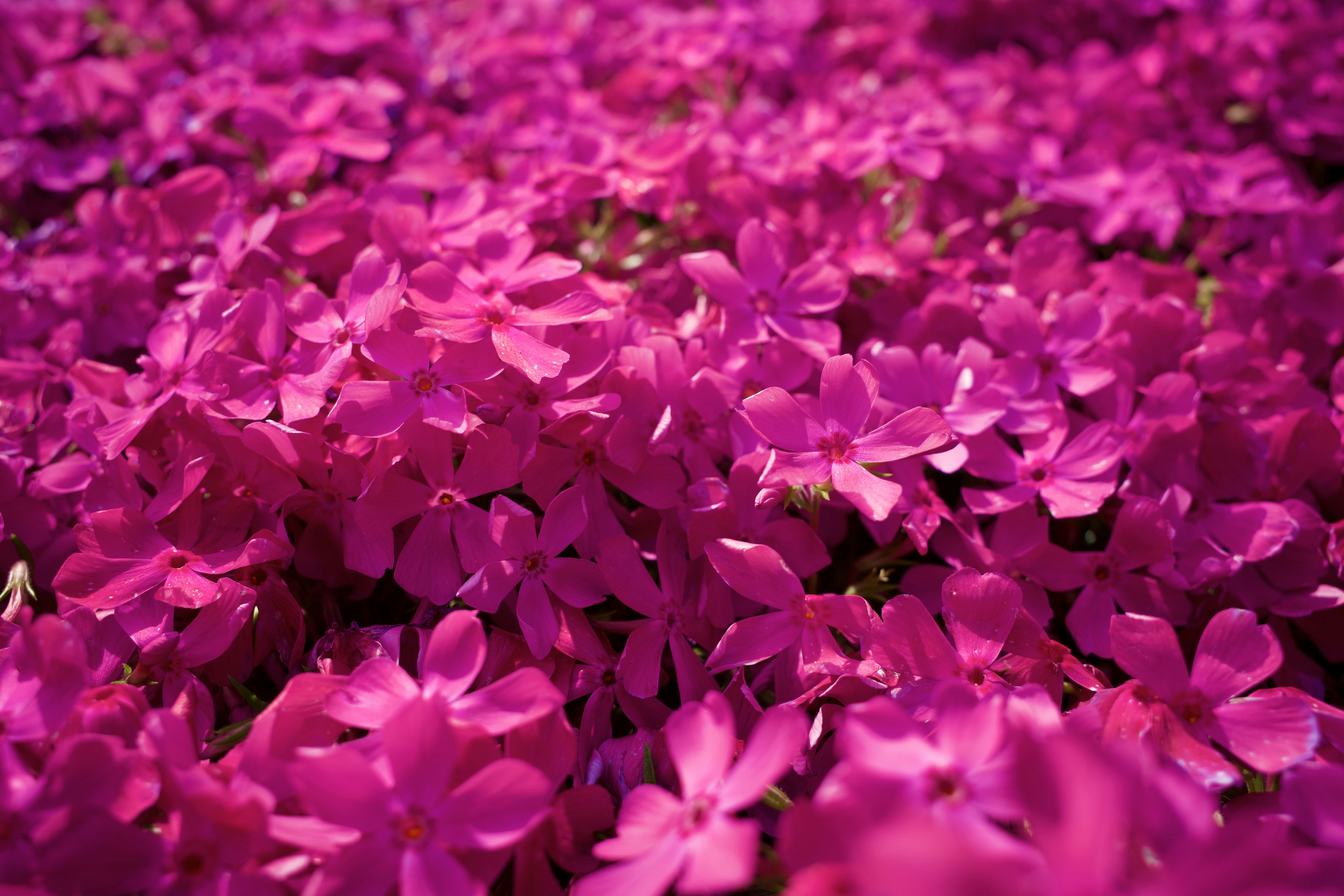 Um campo de flores rosa vibrantes em flor.