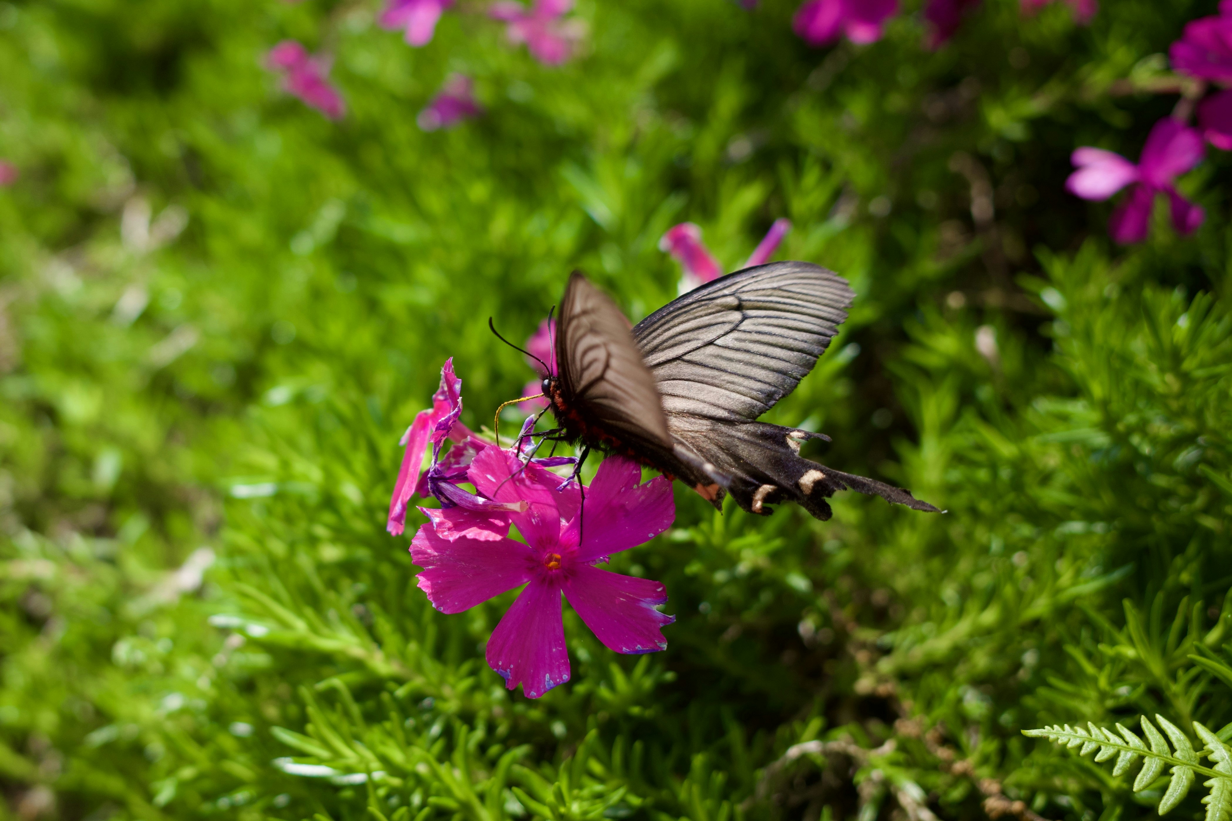 Uma borboleta escura pousa sobre uma flor rosa vibrante.