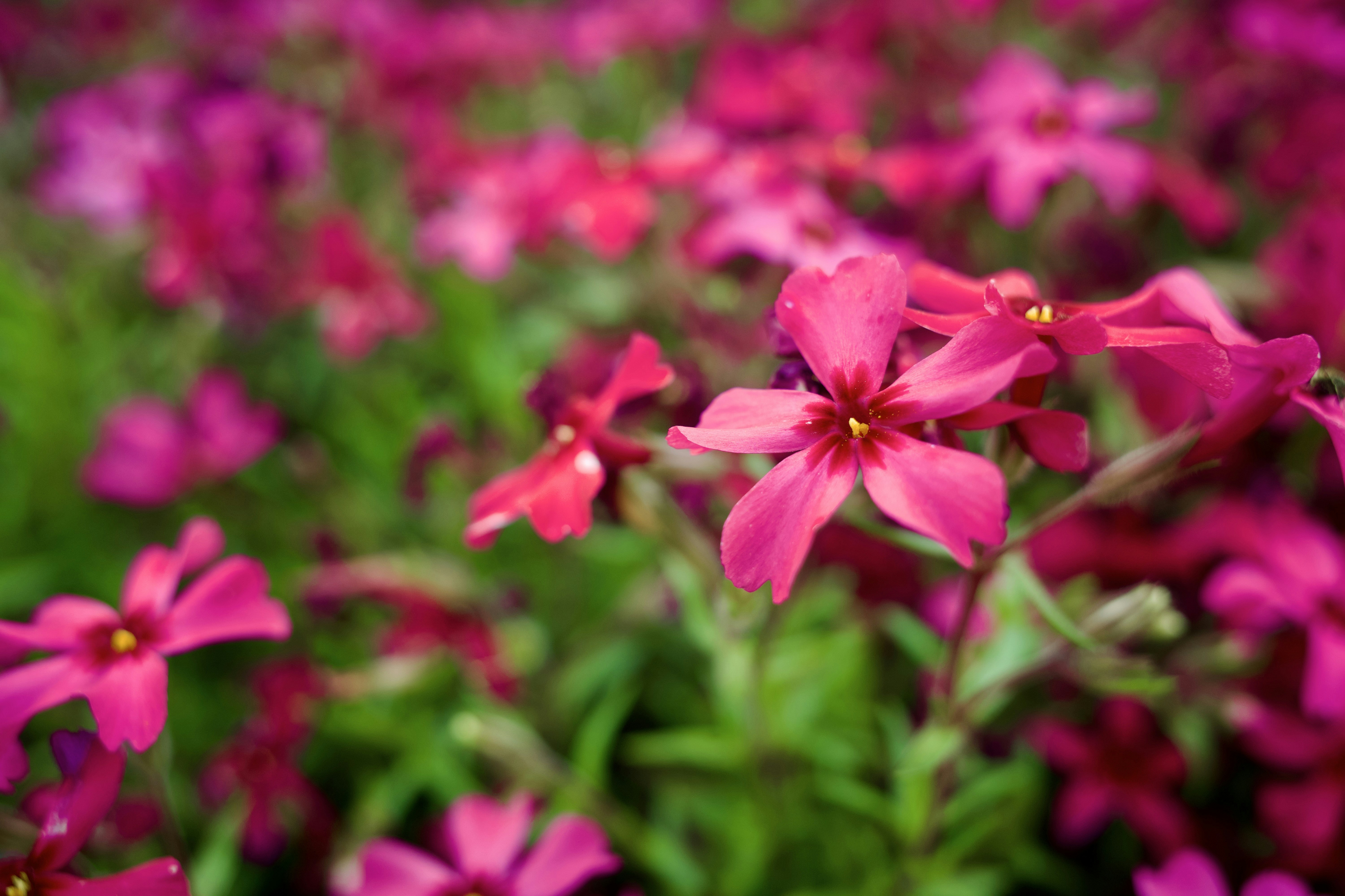 Um grupo de flores rosa vibrante em flor.