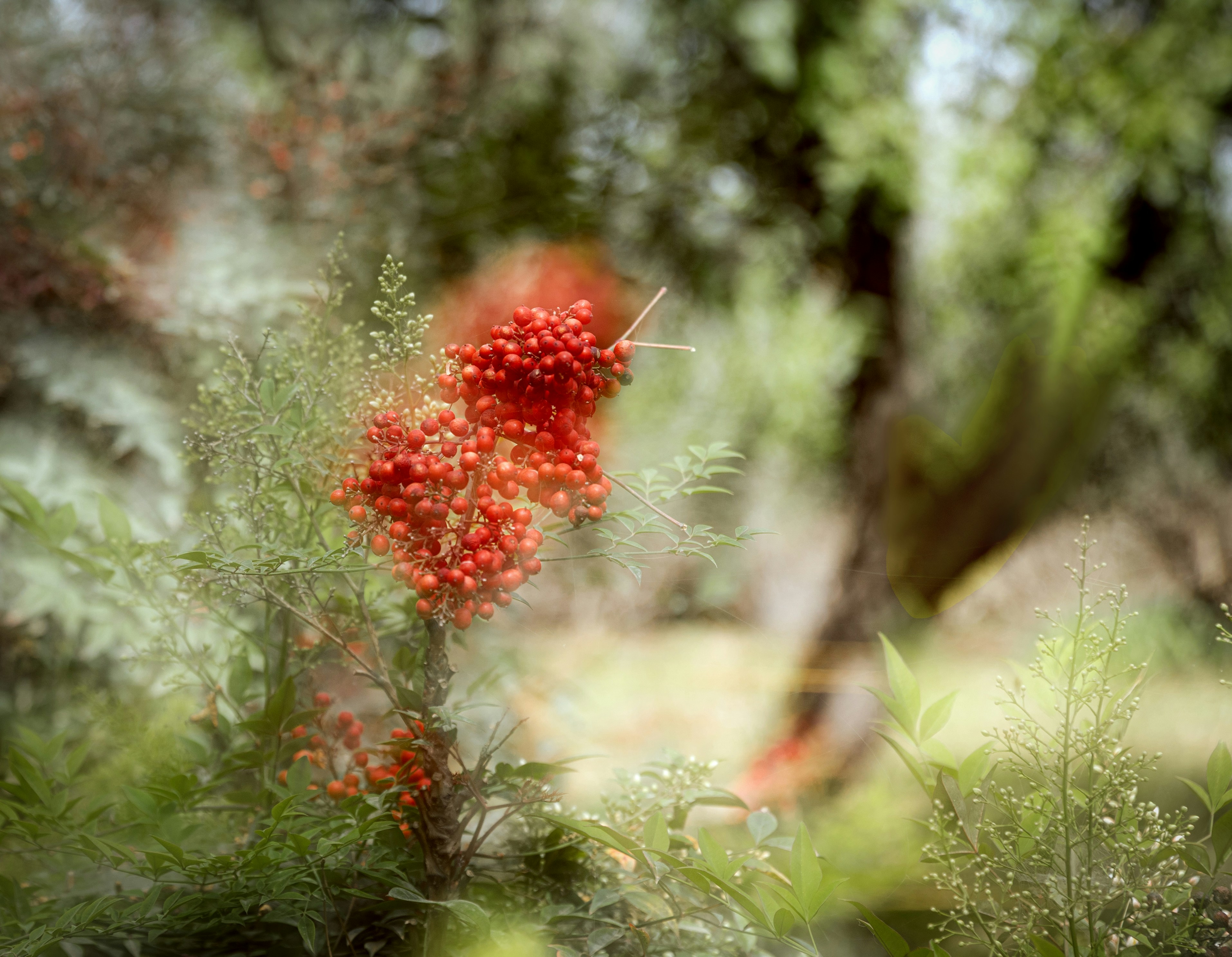 Rote Beeren auf einem grünen Busch mit verschwommenem Hintergrund.