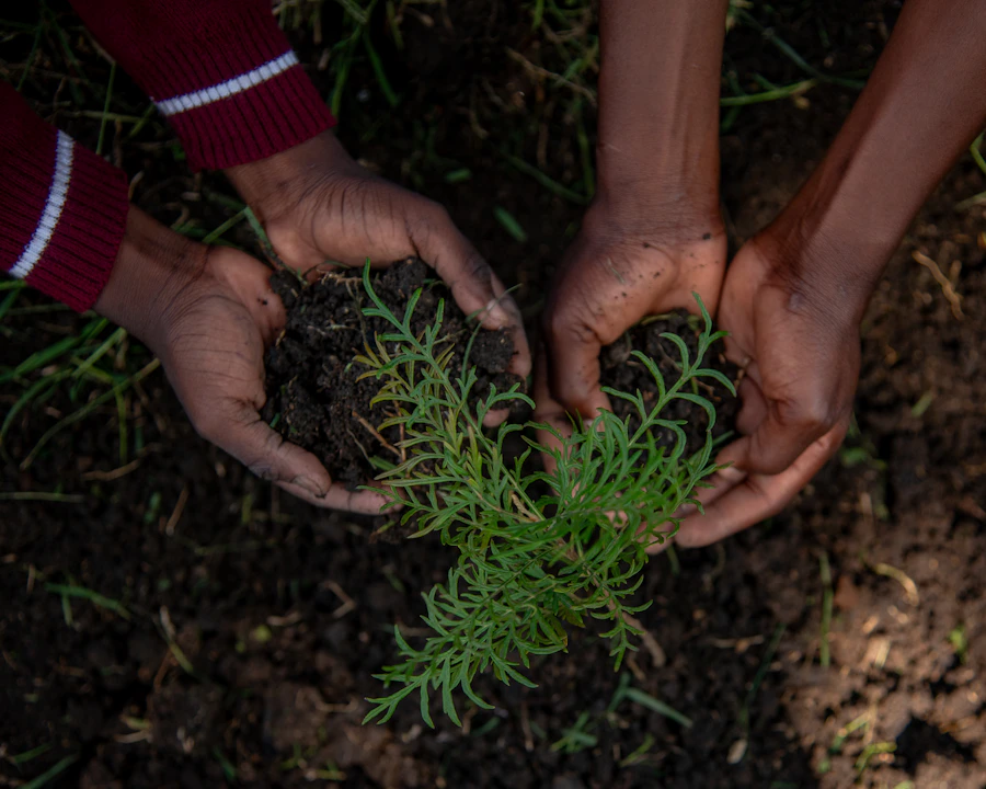 Two pairs of hands planting a seedling together