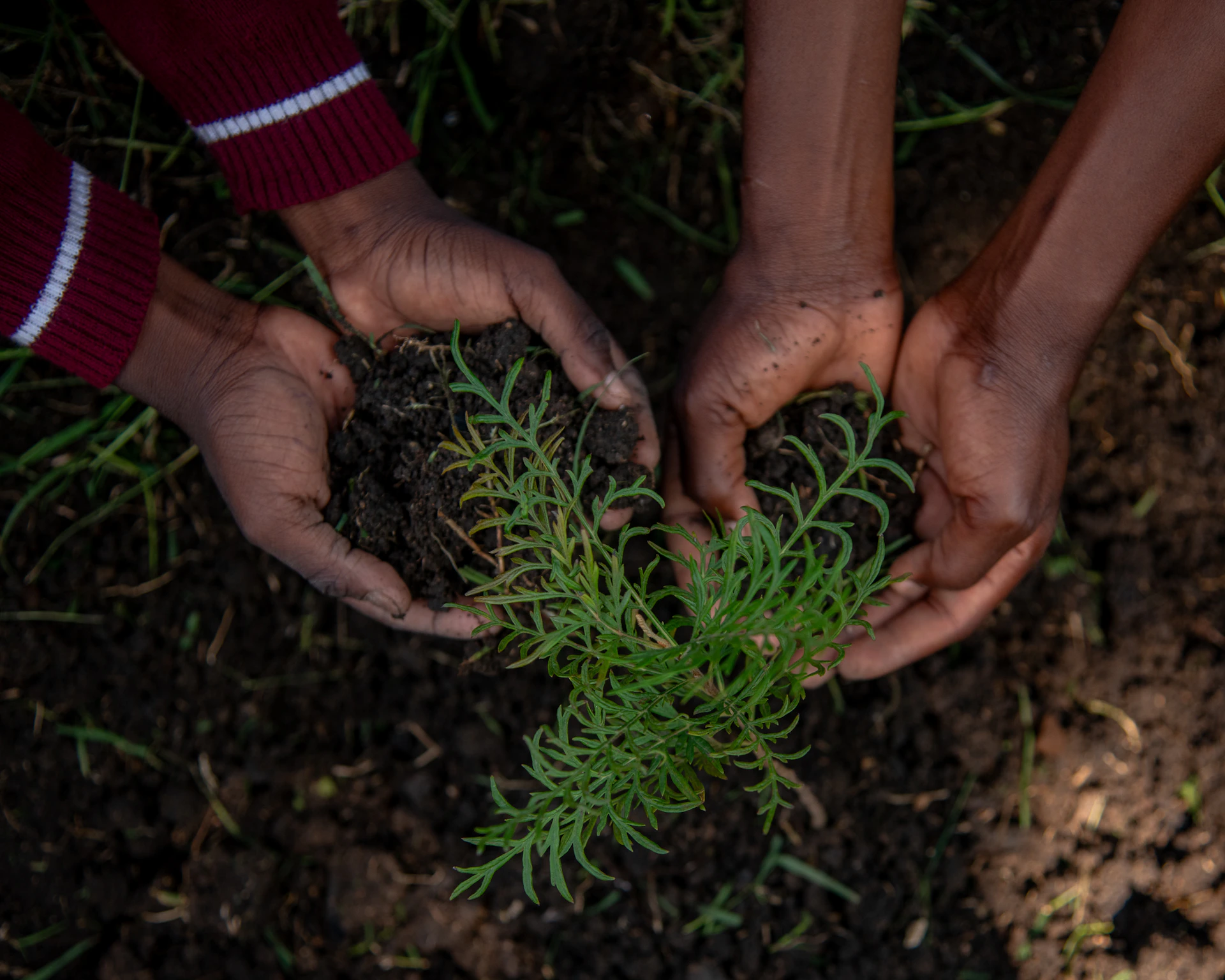 Two pairs of hands planting a small green seedling.