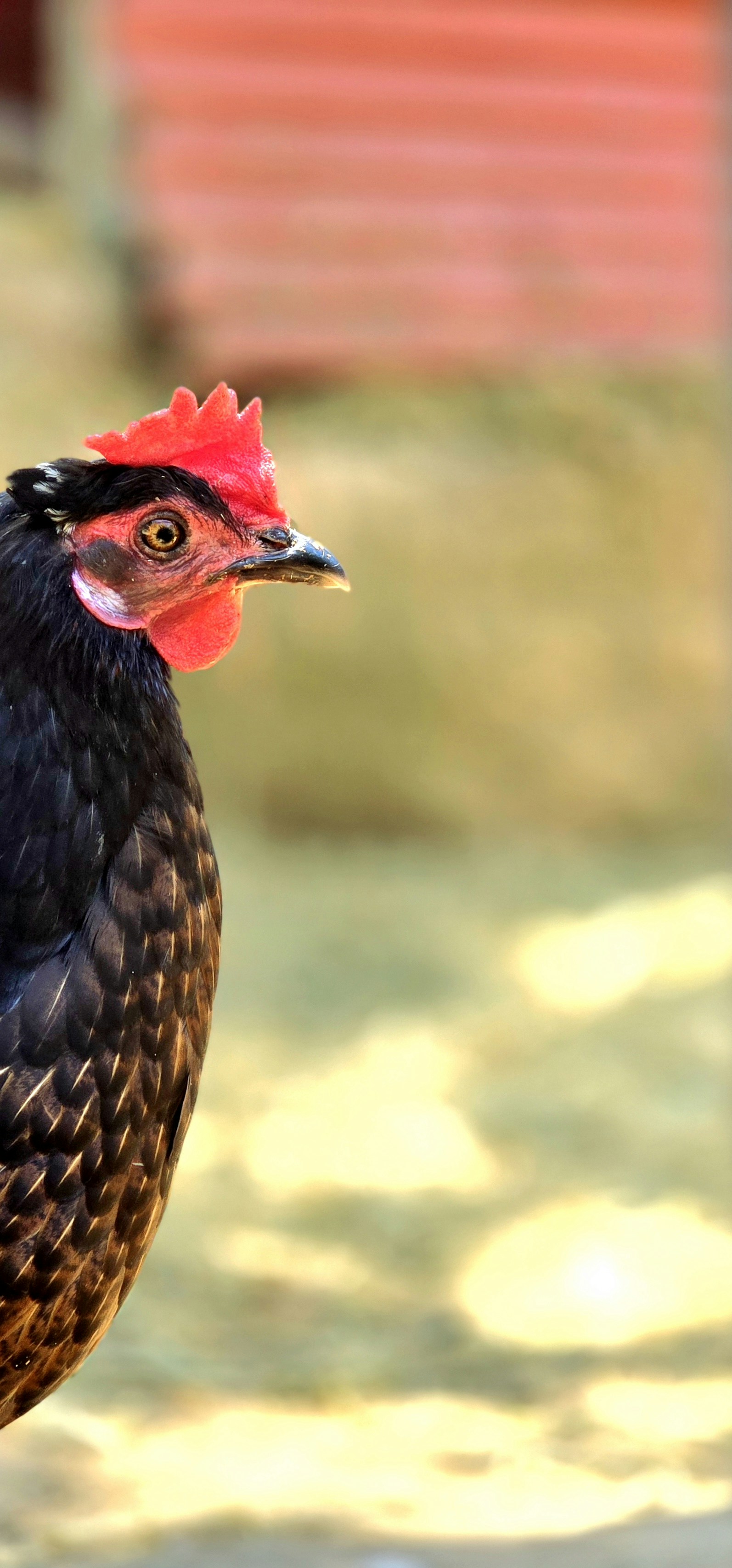 Ein schwarzes Huhn mit rotem Kamm steht draußen.
