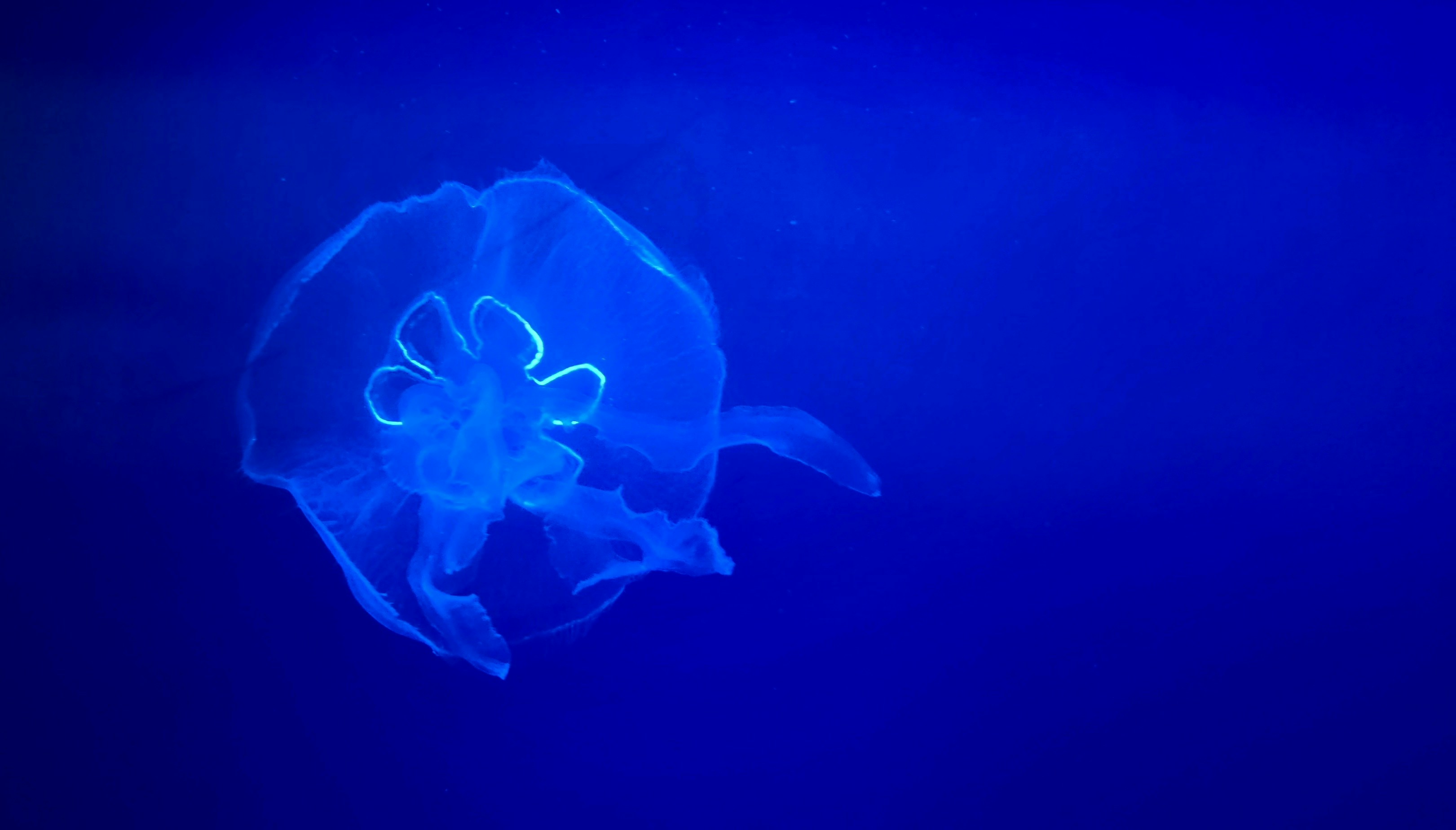 Eine durchscheinende Qualle treibt im tiefblauen Wasser.