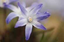 Delicate purple and white star-shaped flowers bloom.