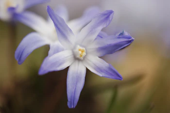 Delicate purple and white star-shaped flowers bloom.