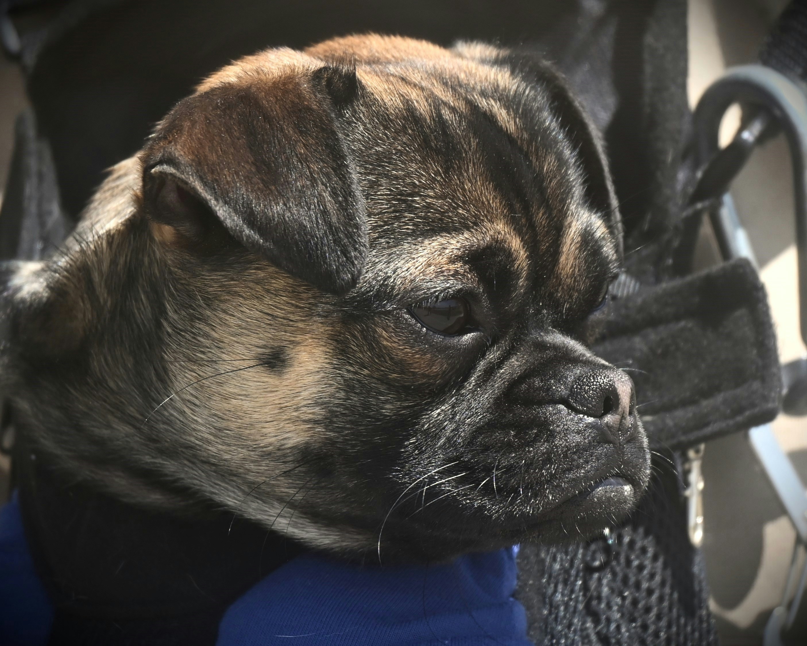 A puggle dog with brindle fur looks out.