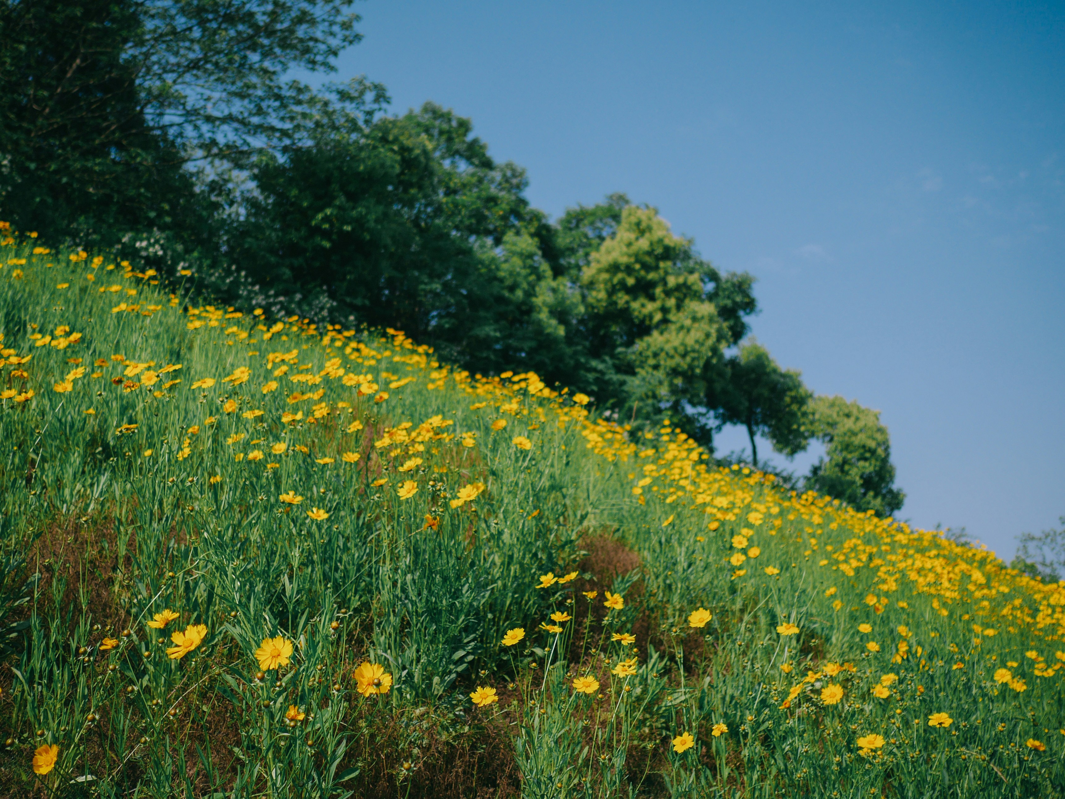 Ein Hügel, bedeckt mit gelben Wildblumen unter blauem Himmel.