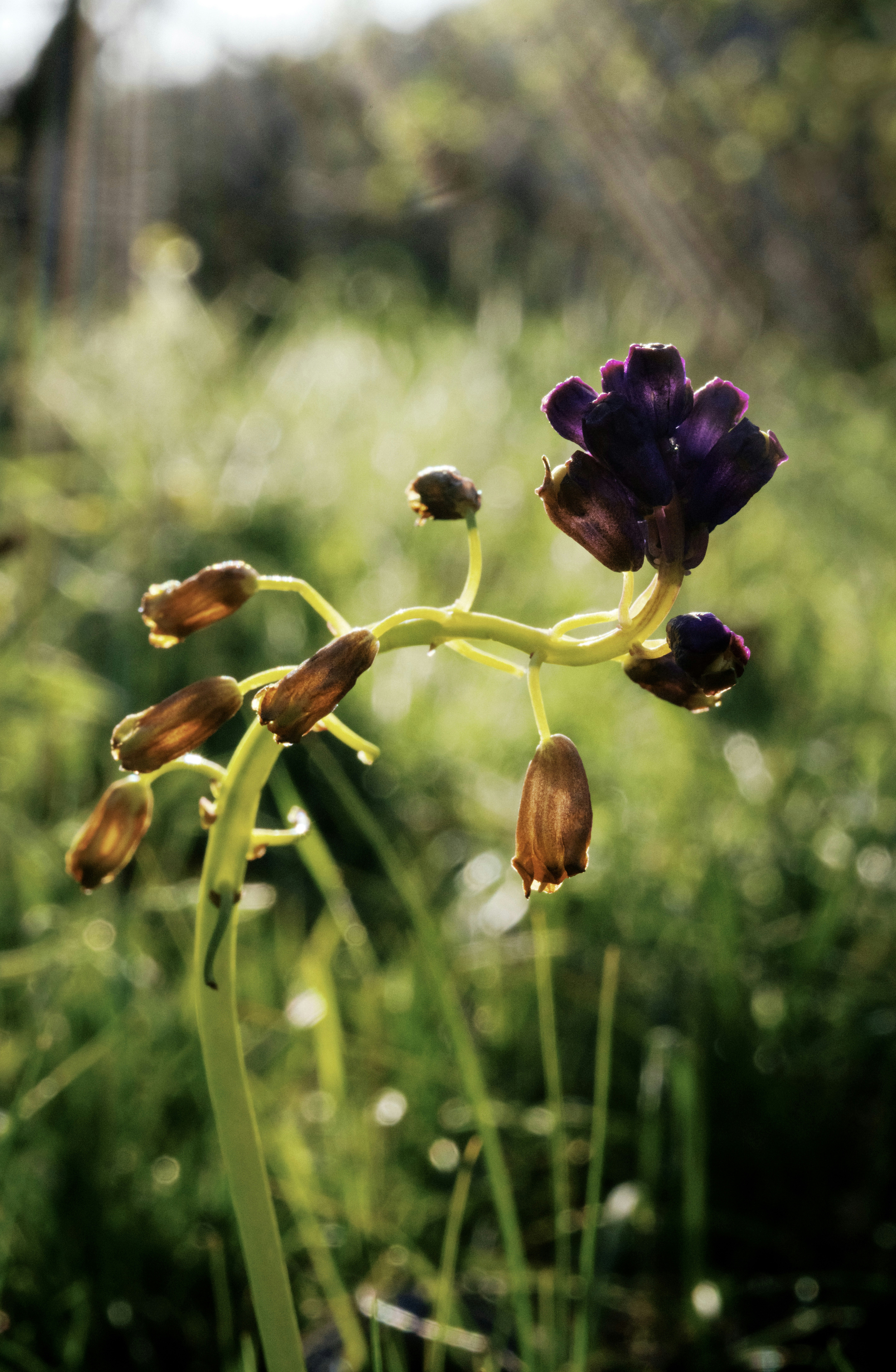 Processing and Storing Your Medicinal Herbs