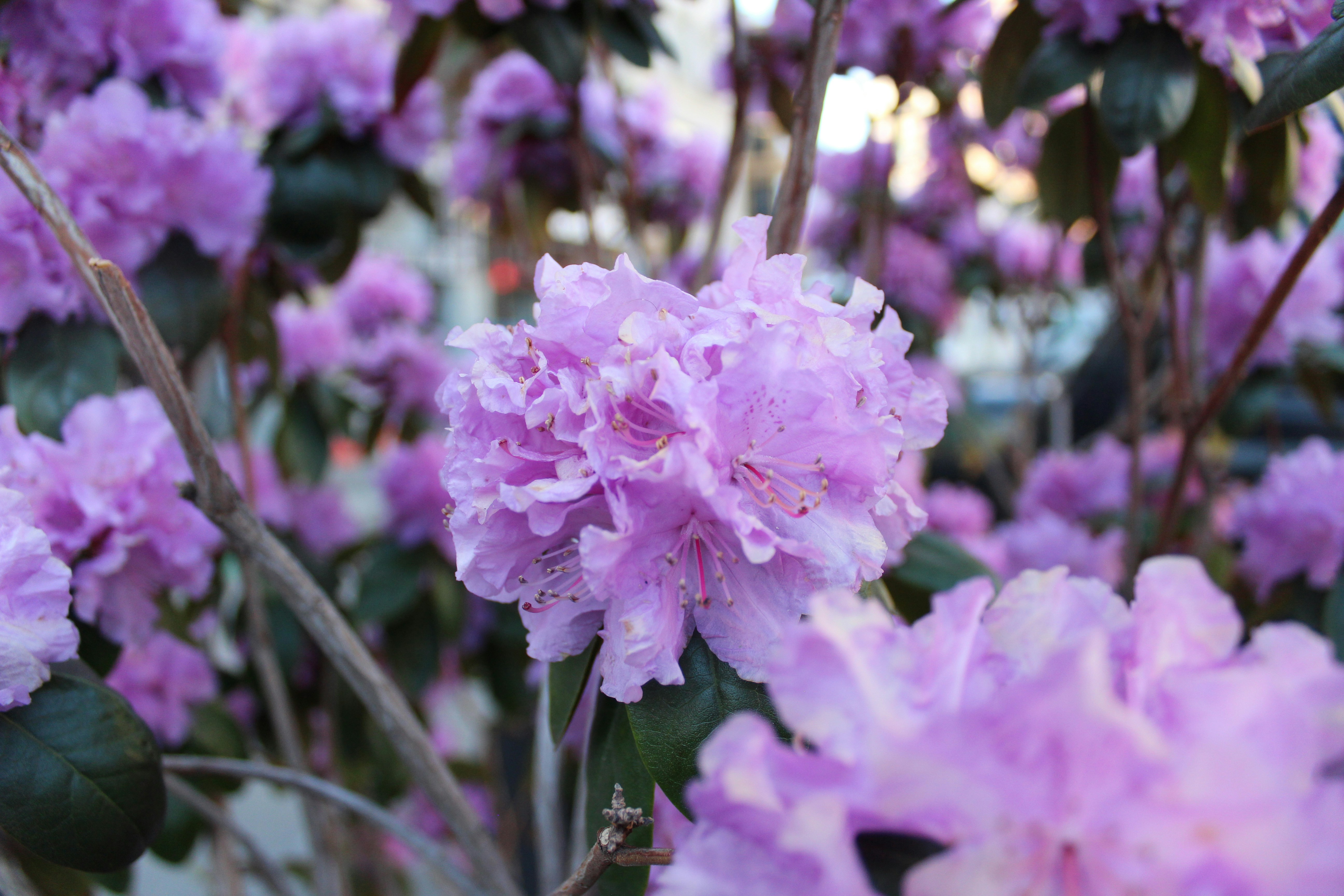 Close-up of delicate pink rhododendron flowers blooming