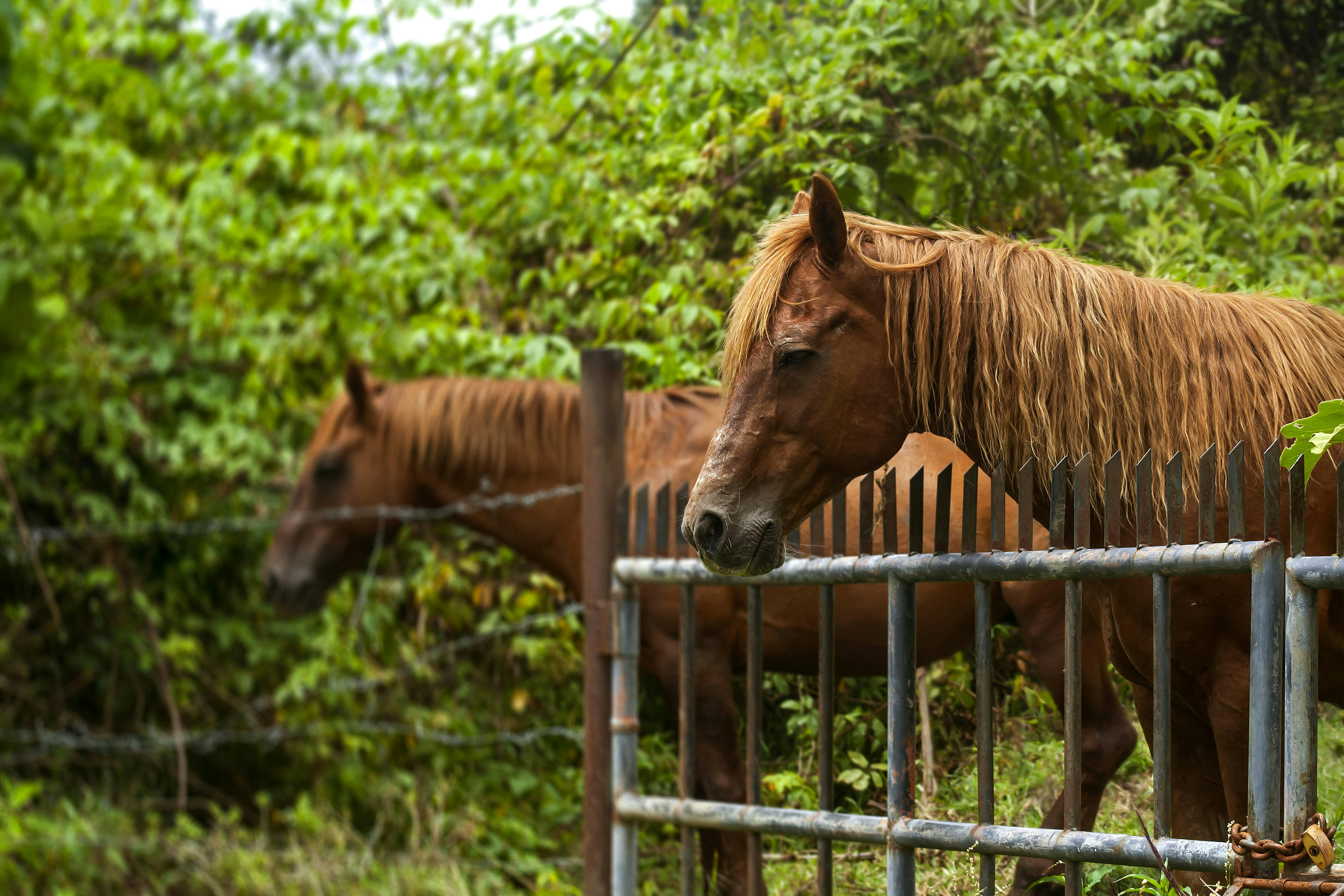 Two brown horses stand behind a metal fence.