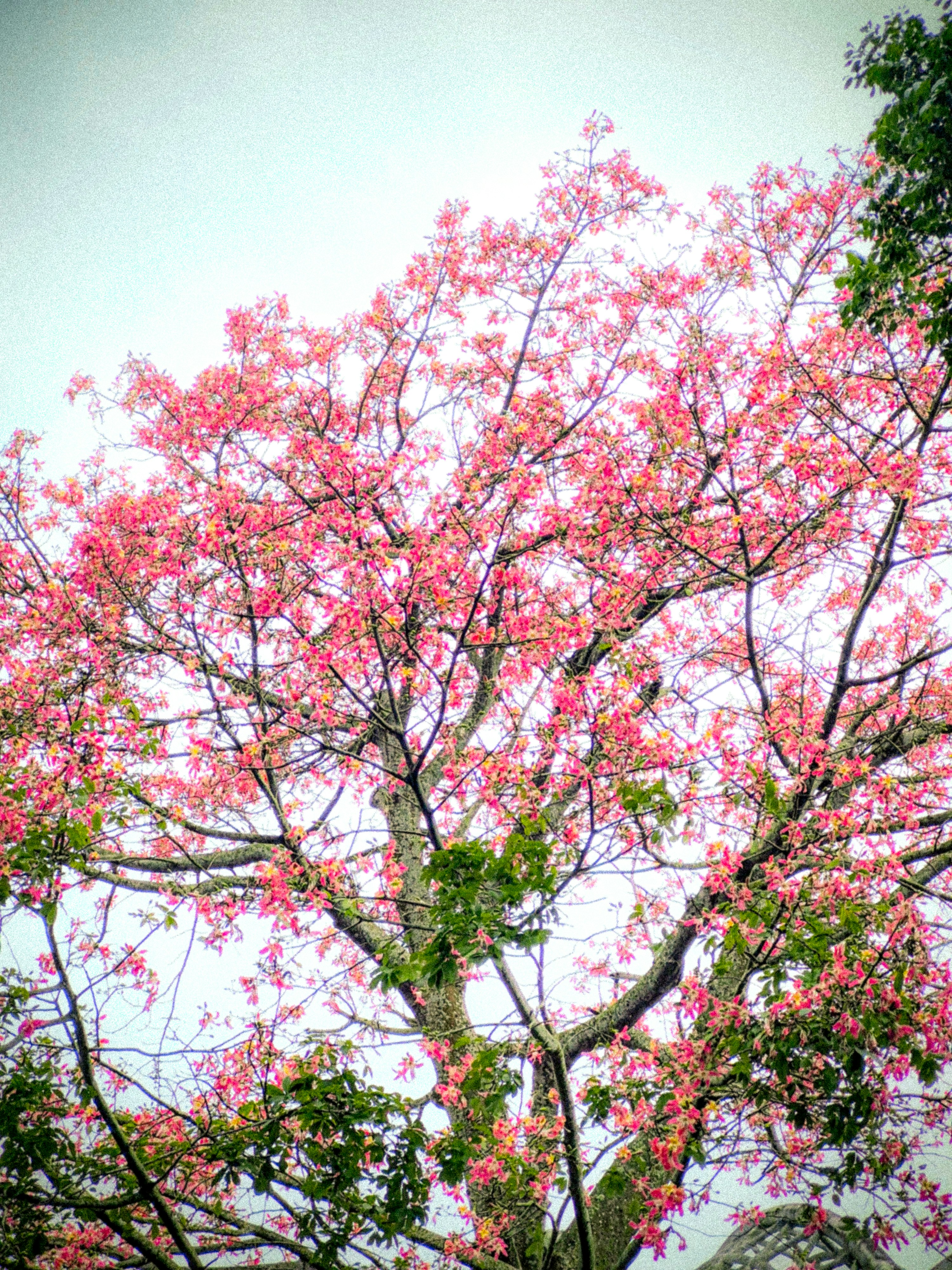 Un albero dai fiori rosa si staglia contro un cielo pallido.