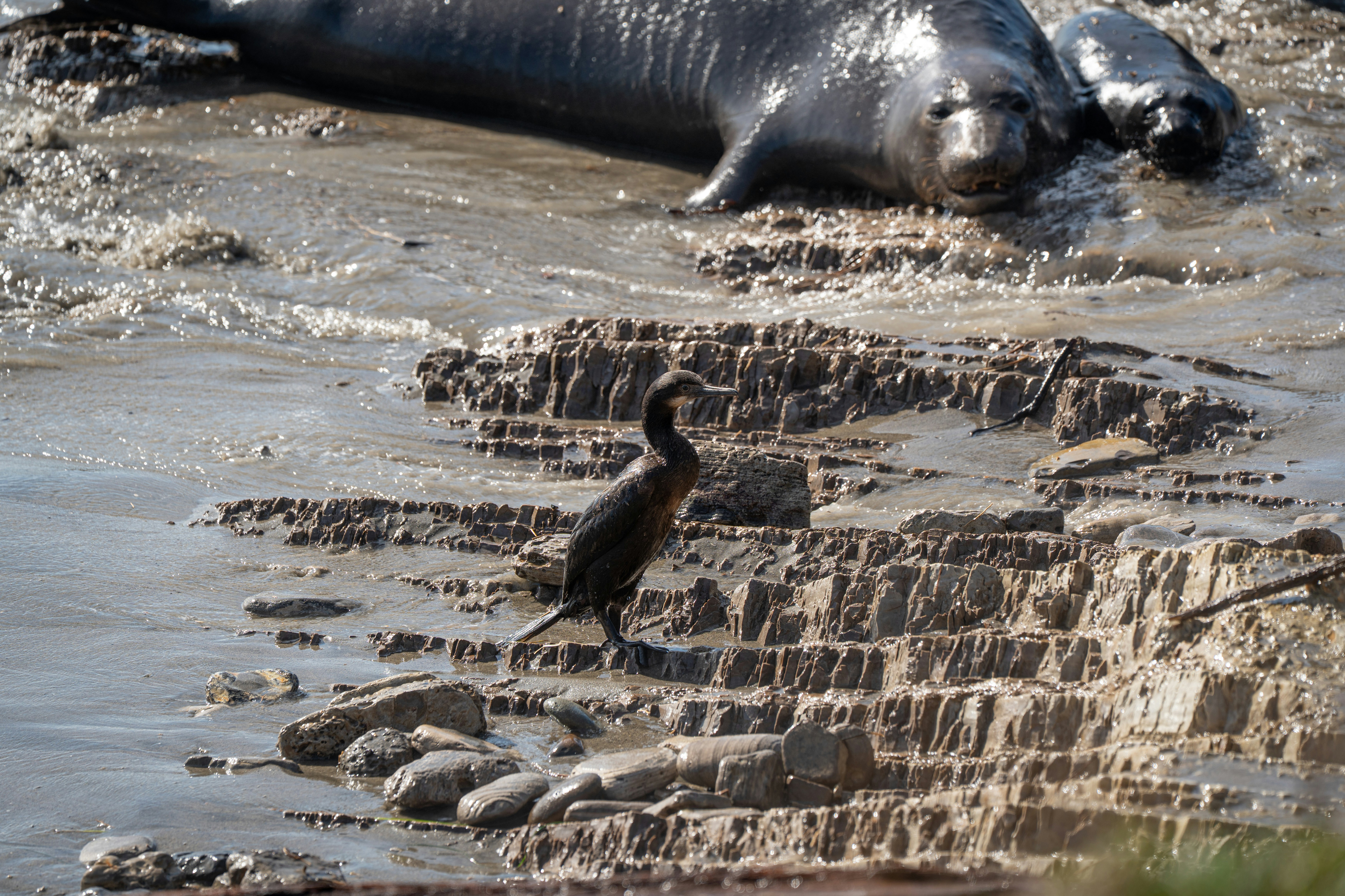A cormorant stands on a muddy shore near seals