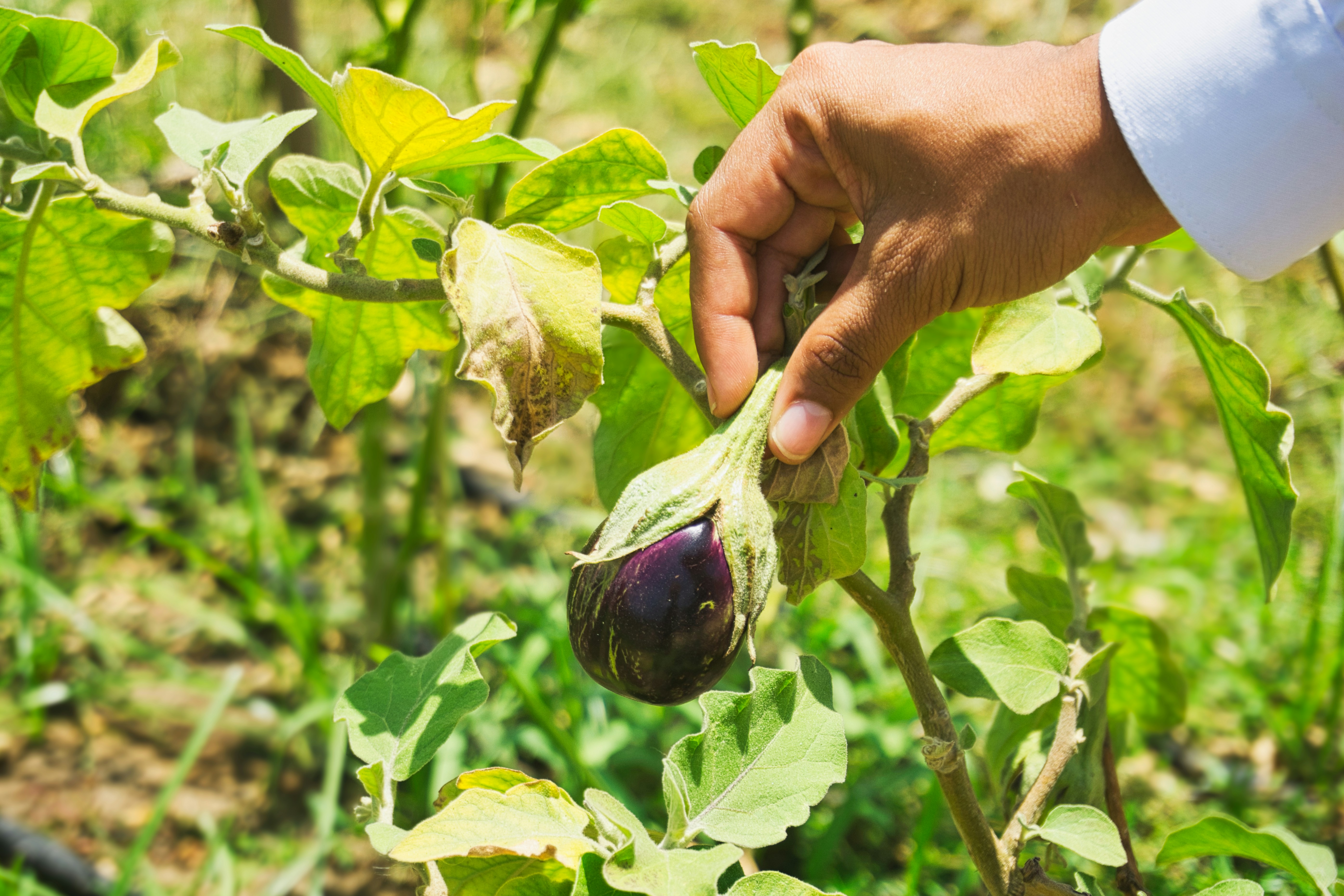How to Start a Vegetable Garden in Any Space
