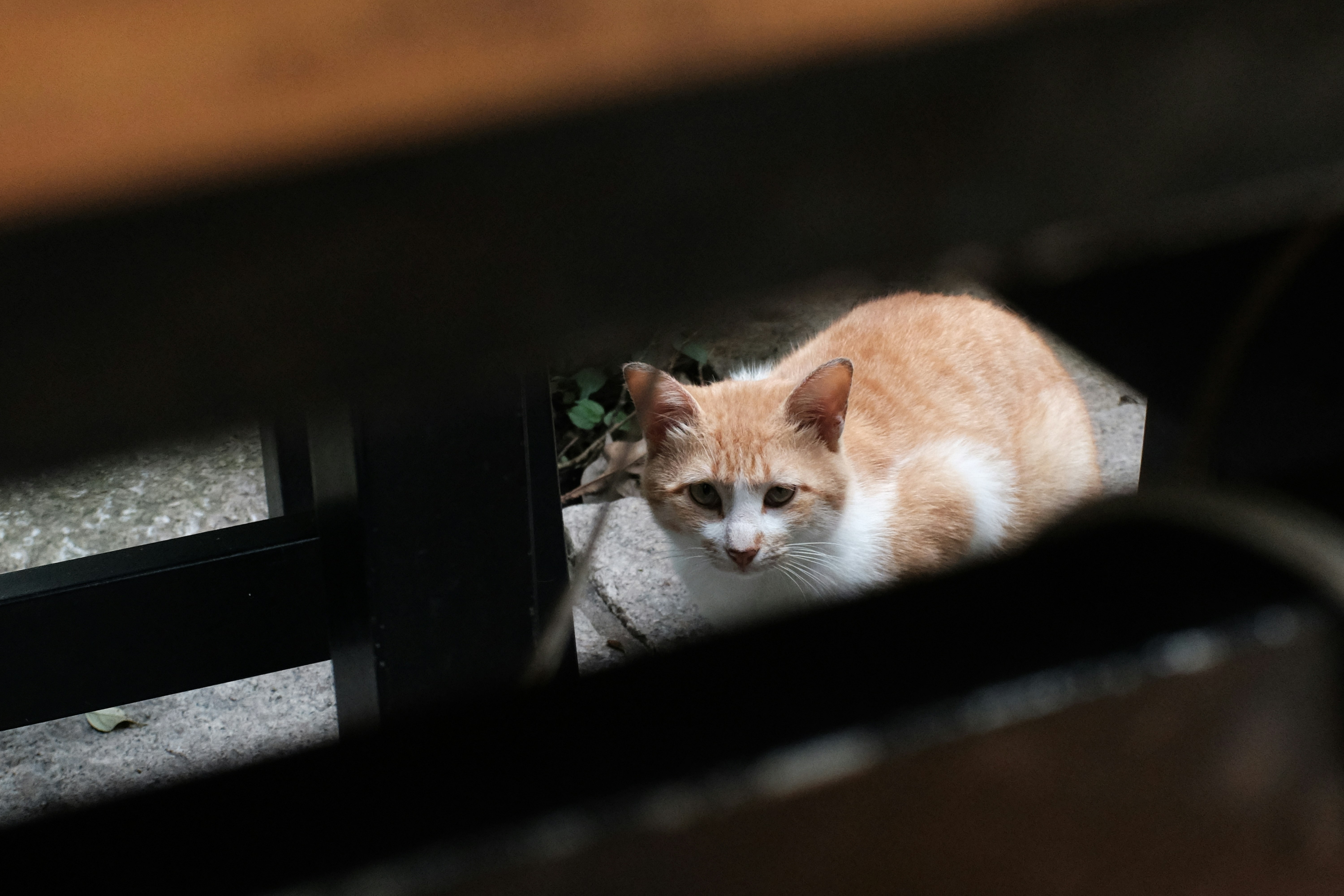A ginger and white cat peeking through wooden slats.