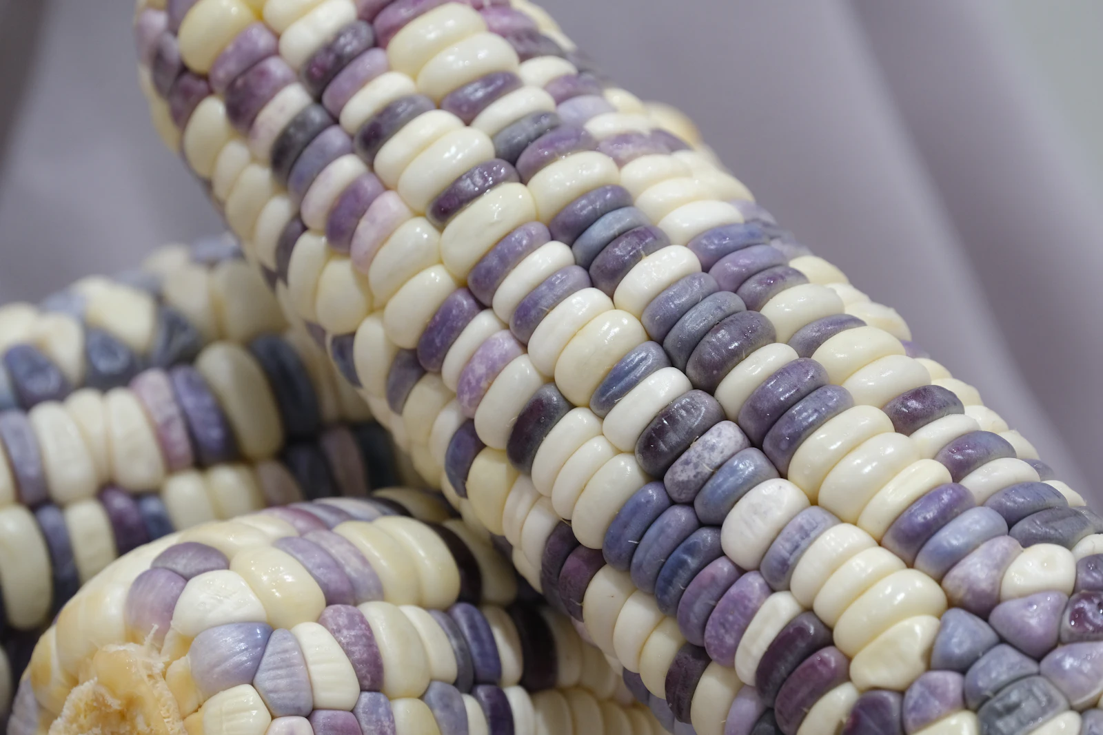 Colorful ears of corn