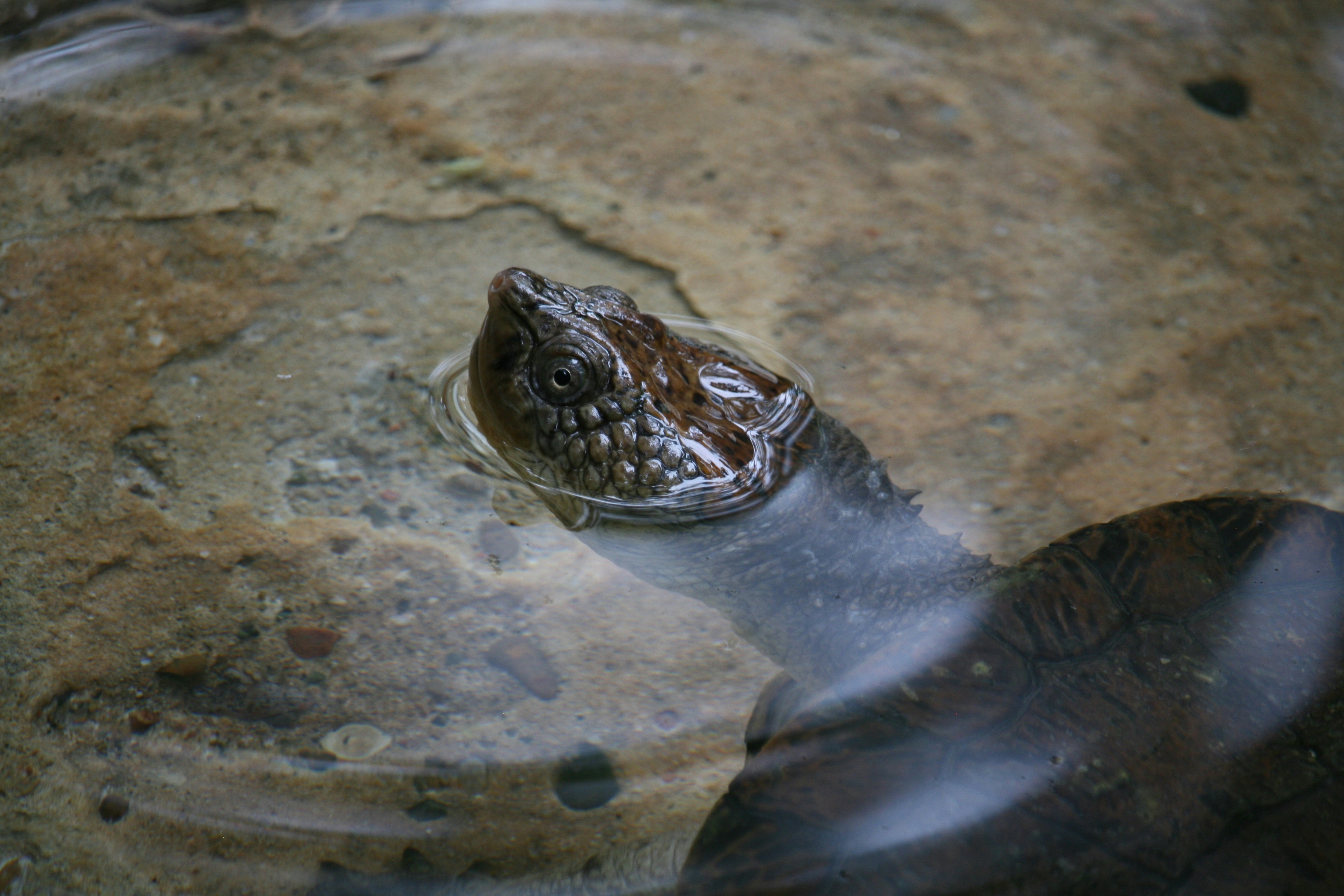 A cabeça de uma tartaruga emerge de uma água turva