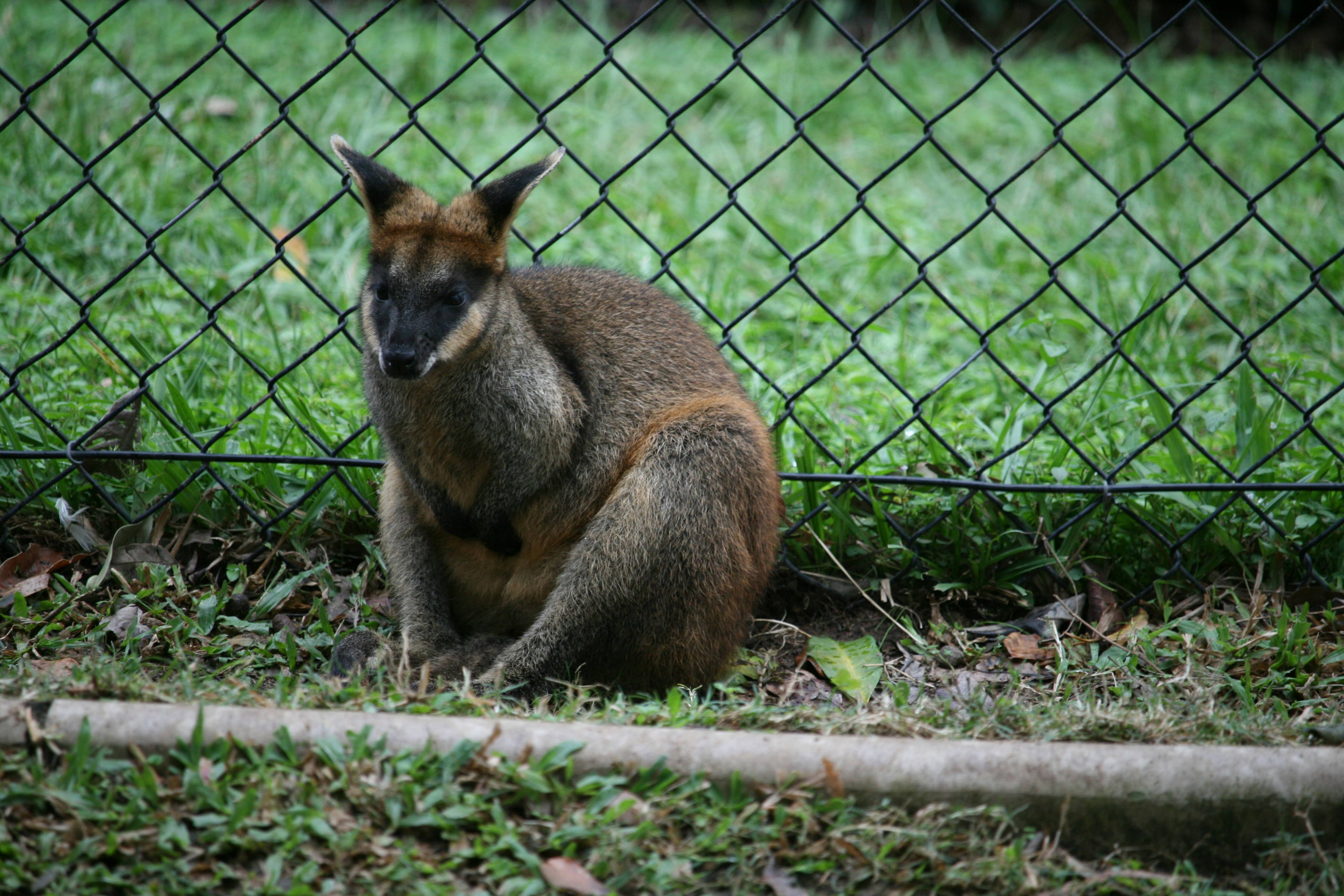 Um wallaby está sentado no chão gramado atrás de uma cerca.