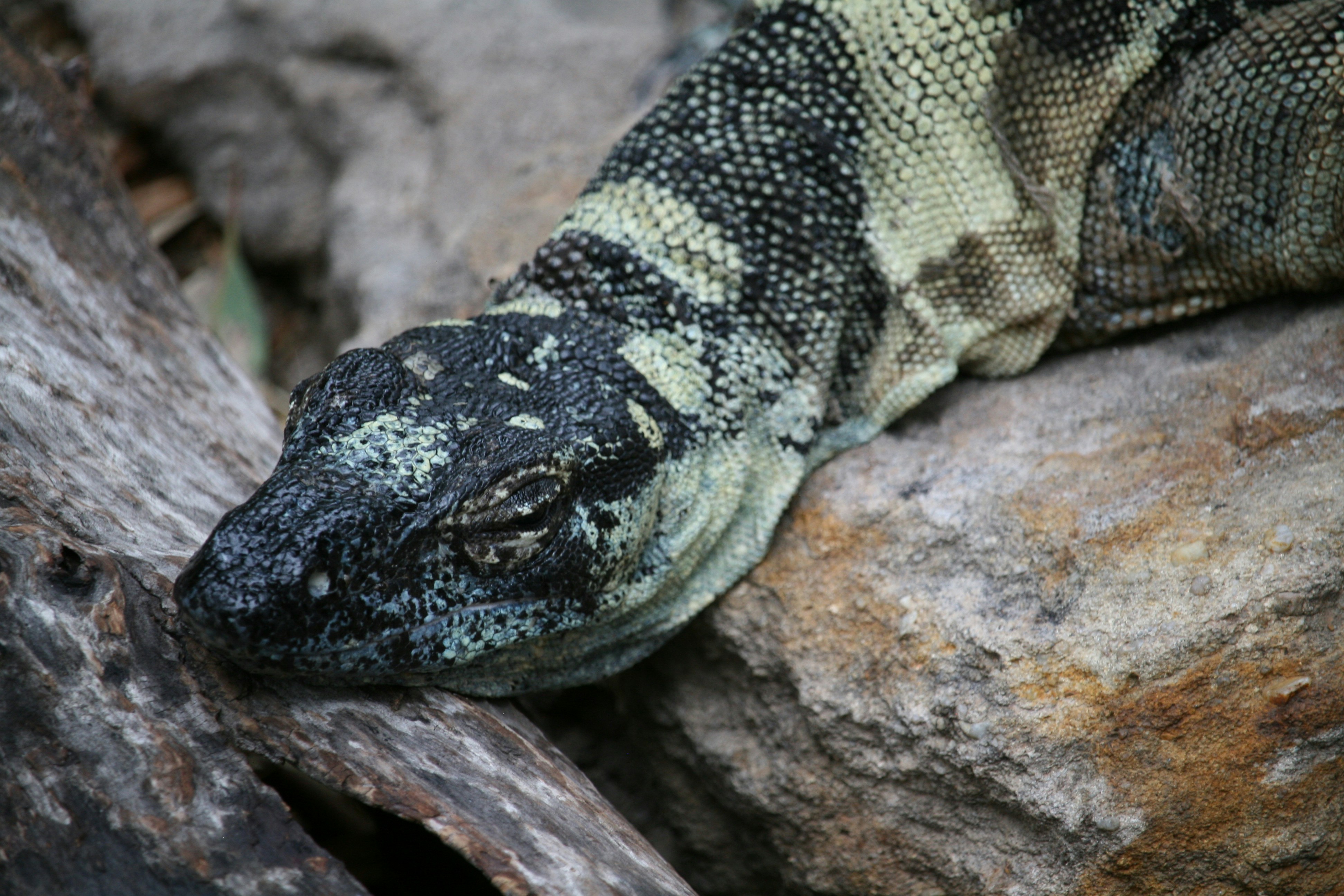 Um close da cabeça de um lagarto com padrão em pedras