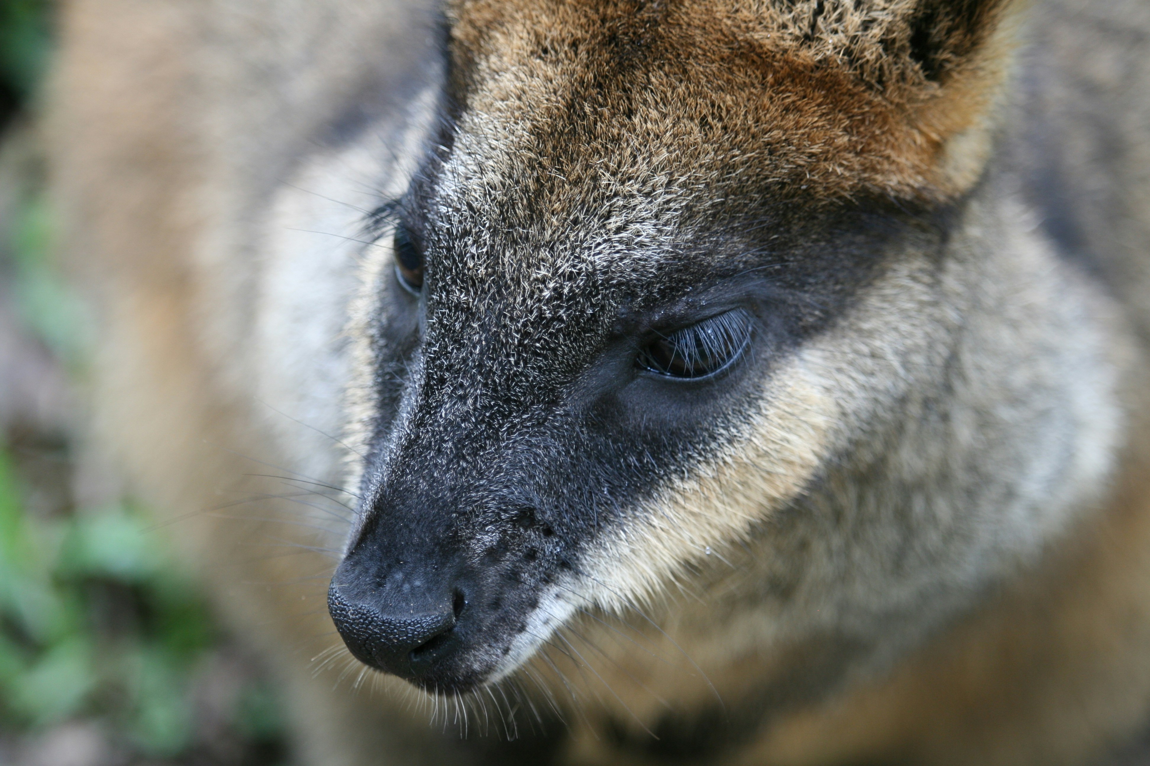 Close do rosto de um wallaby com pelo macio.