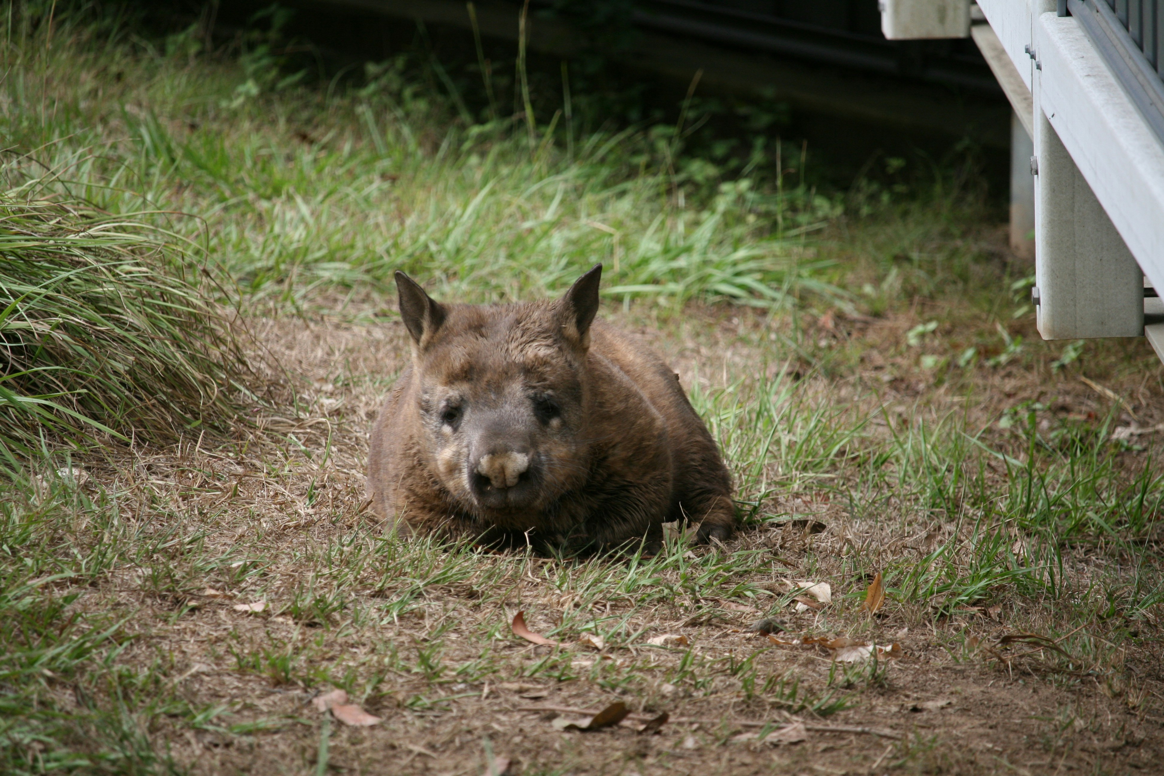 Um wombat repousa na grama perto de um prédio.
