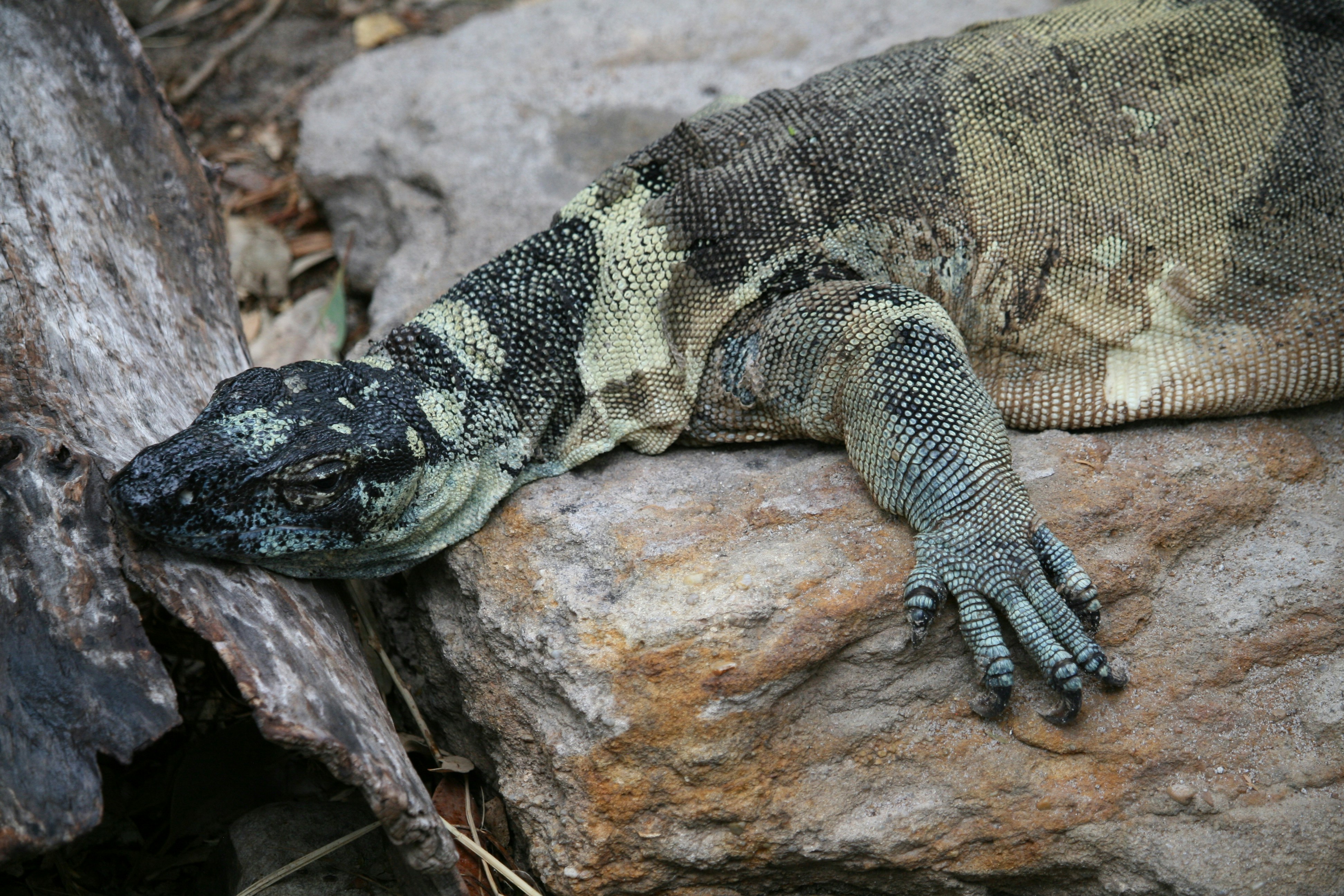 Um close de um lagarto descansando em pedras.