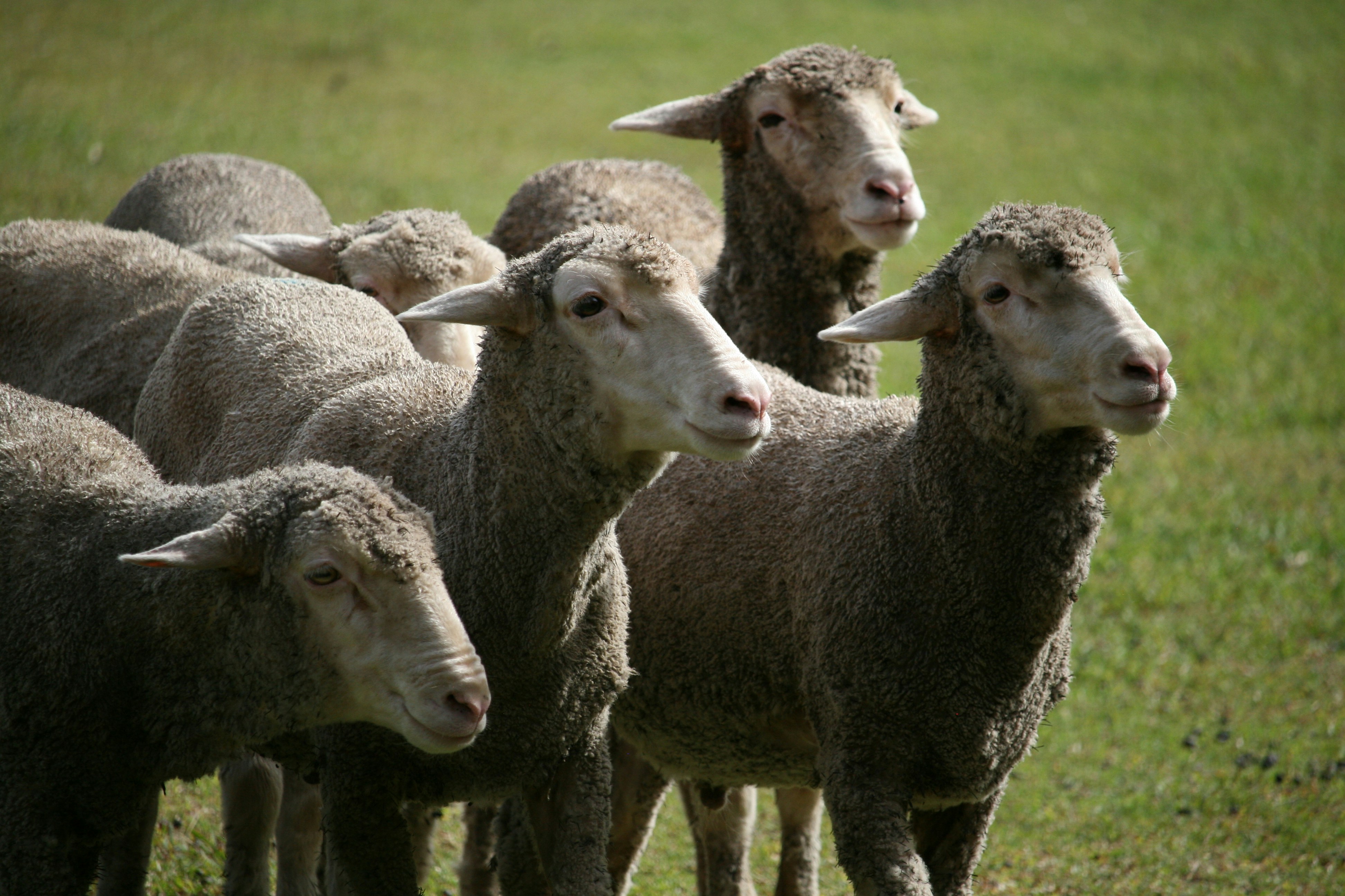 Um rebanho de ovelhas parado em um campo gramado.