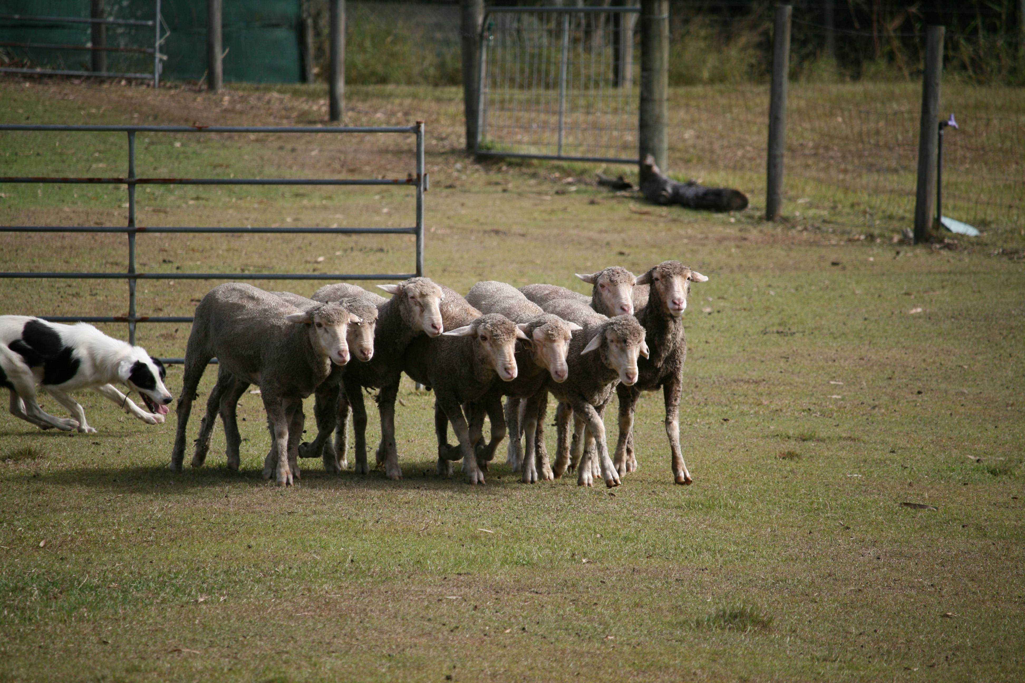 dog training ranch