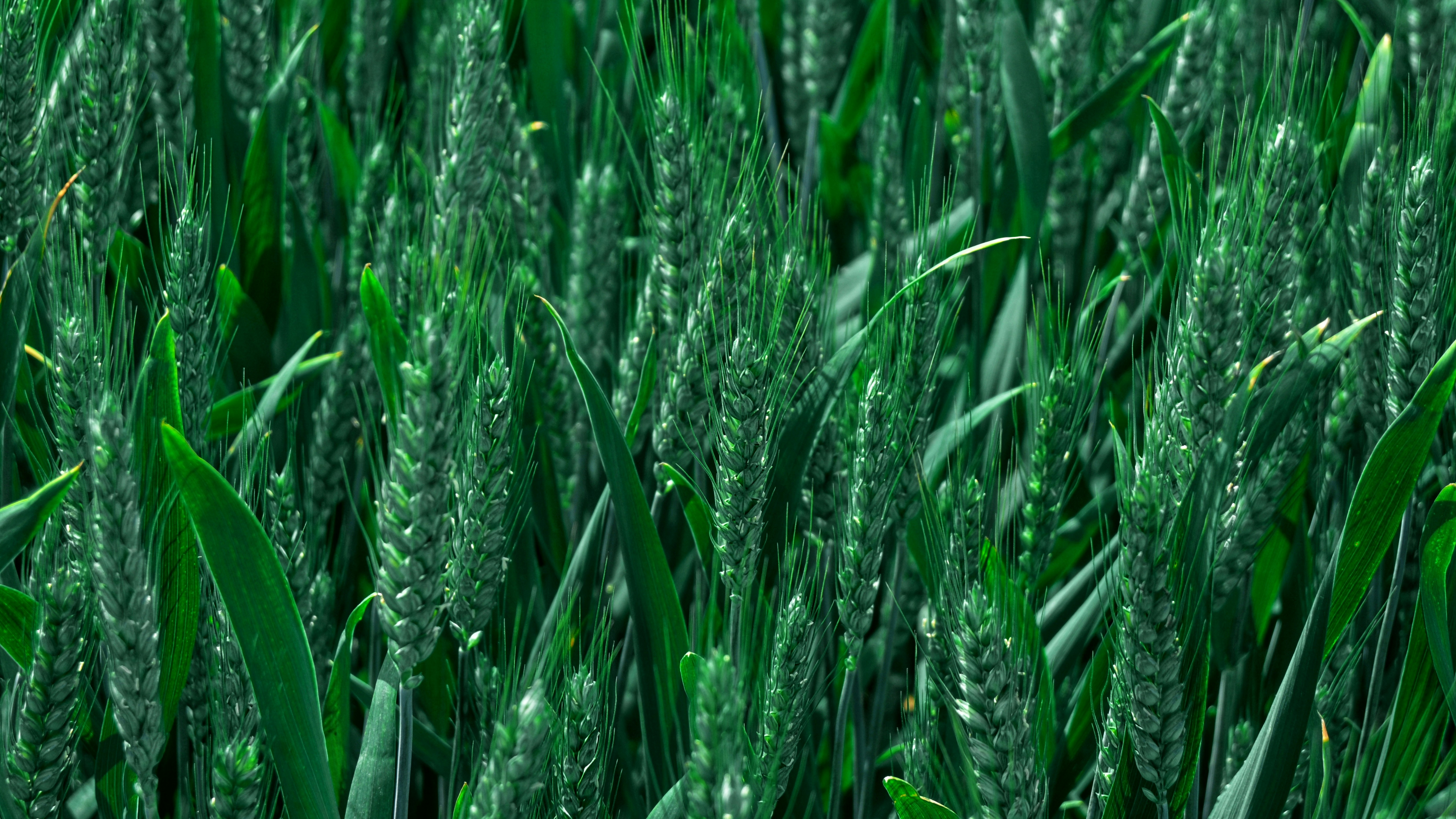Gros plan des tiges de blé vert dans un champ