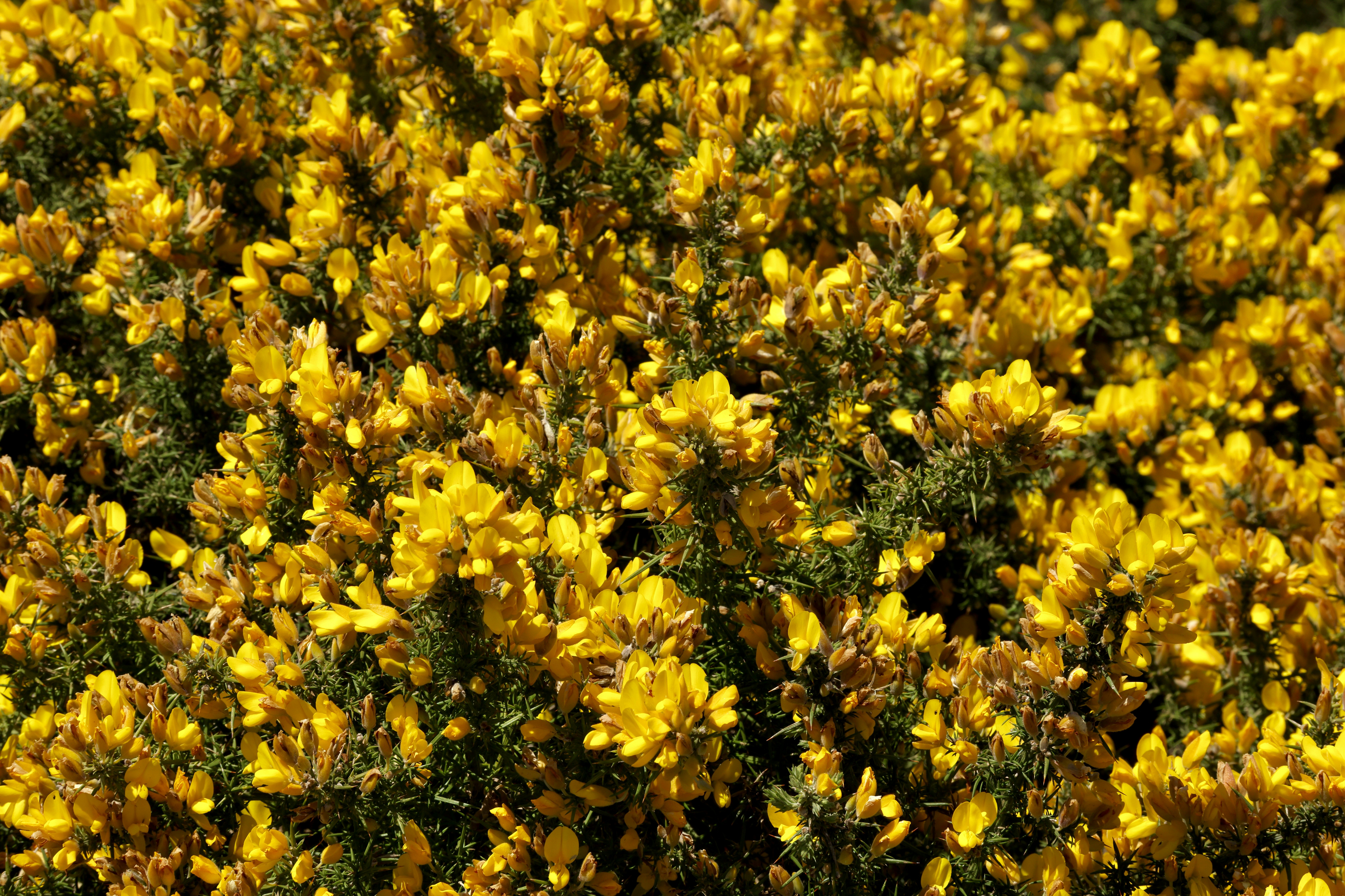 Ein dichter Busch, bedeckt mit leuchtend gelben Blüten.