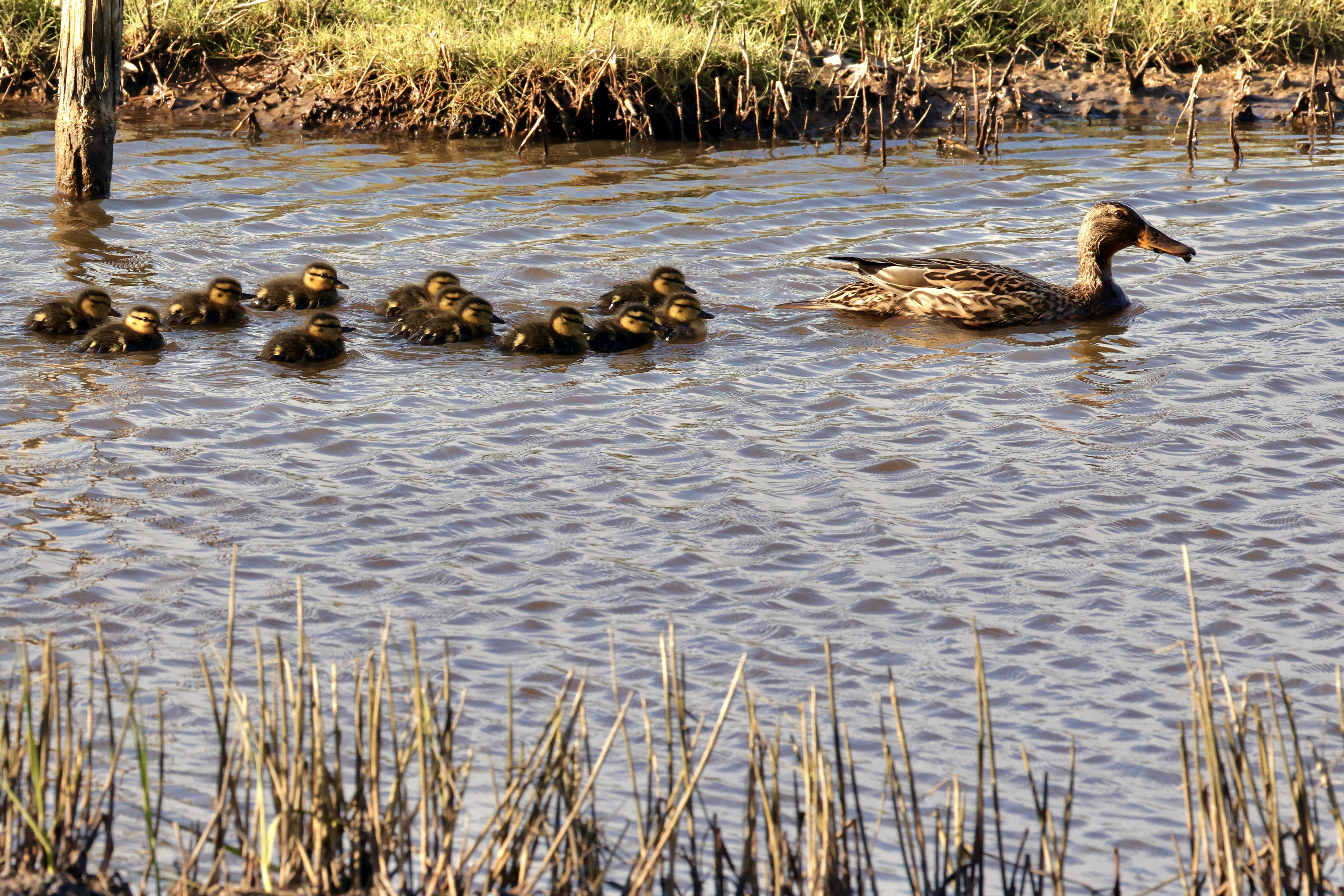 Eine Entenmutter schwimmt mit ihren Entenküken in einem Teich.