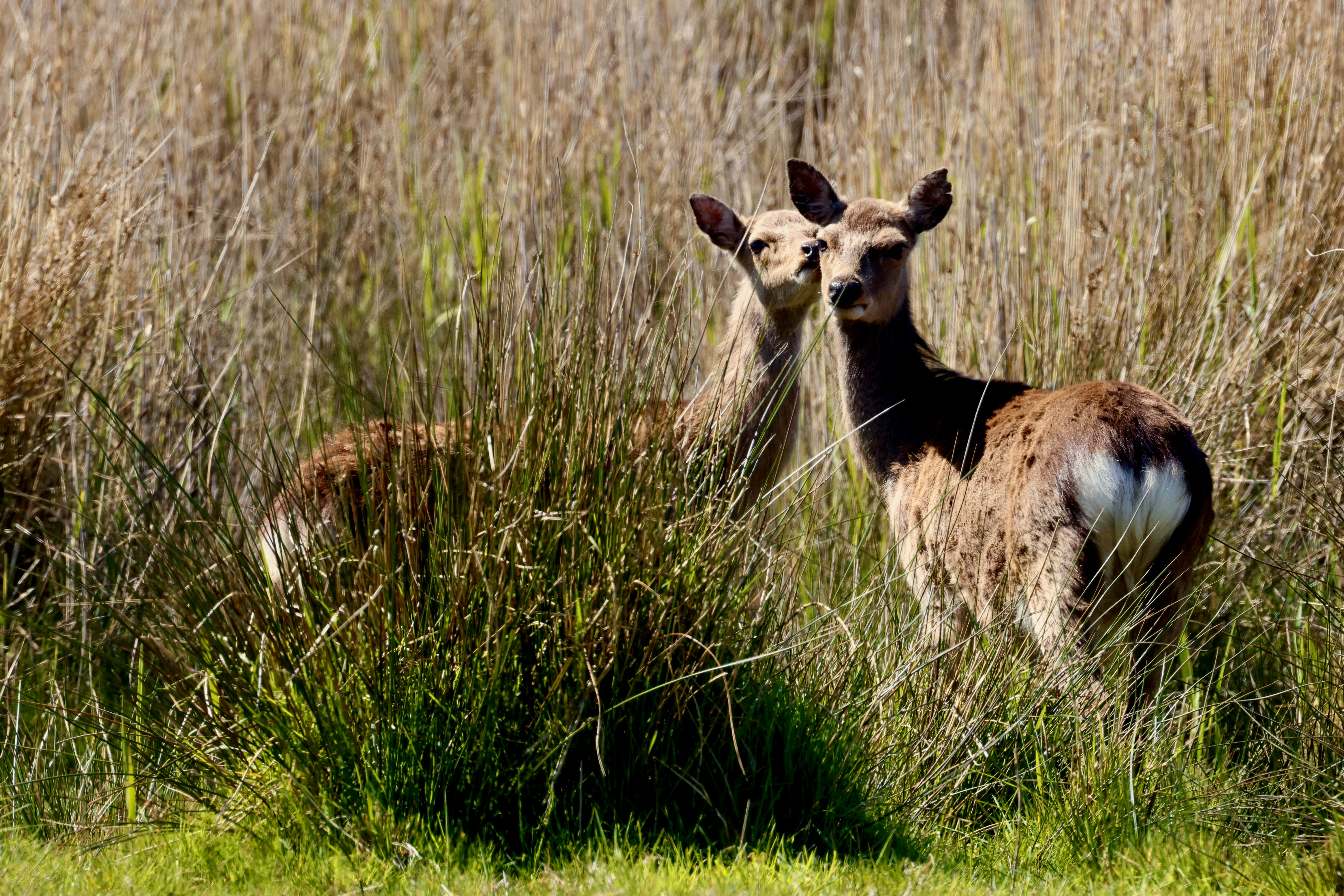 Zwei Hirsche stehen im hohen, trockenen Gras.
