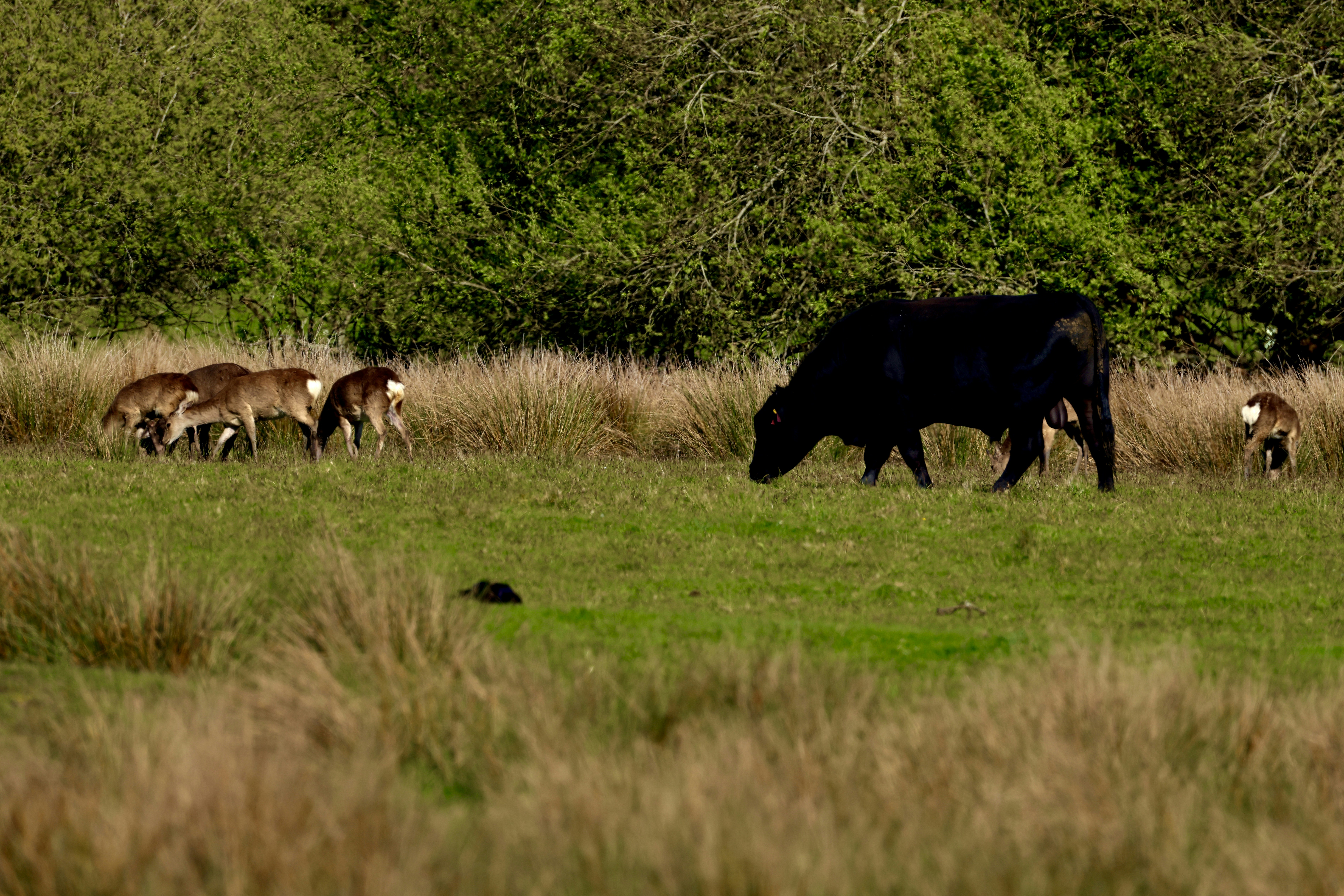 Rinder und Hirsche, die auf einem grasbewachsenen Feld grasen.