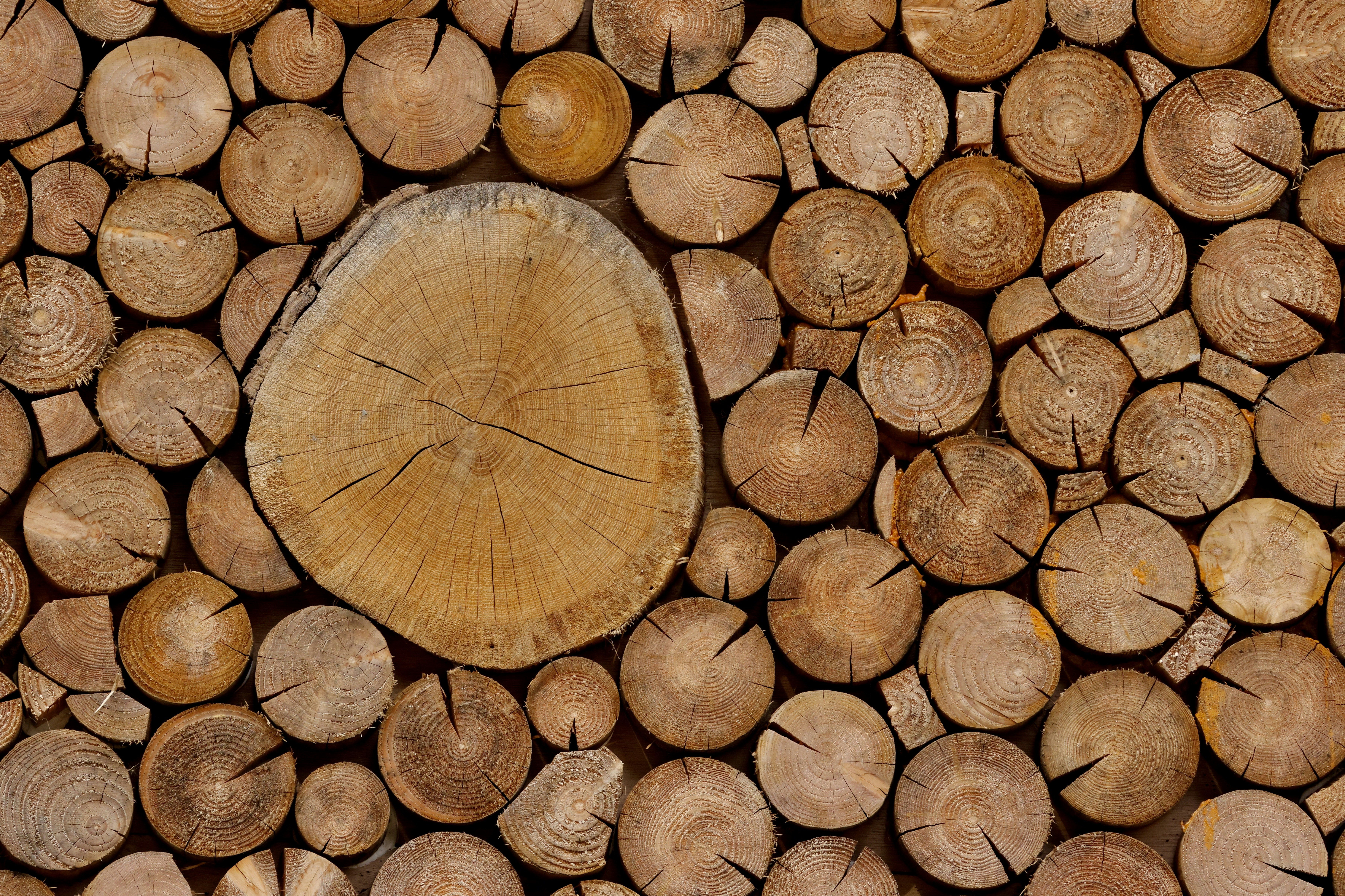 Ein großer Haufen geschnittener Holzstämme